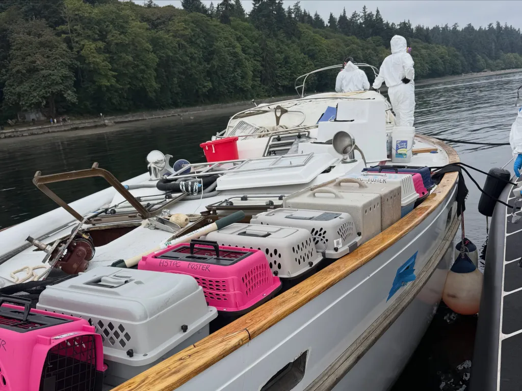 A boat full of cat carriers, with two people in hazmat suits on board, off the coast of Tacoma, Washington.