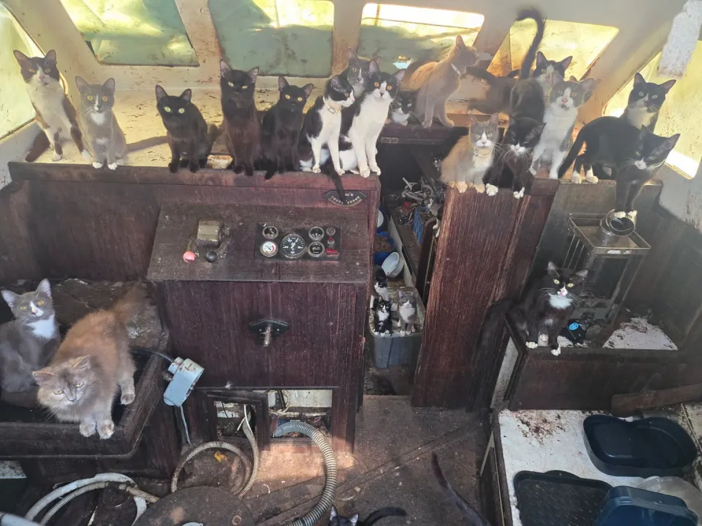 Numerous cats and kittens rescued from an abandoned boat.