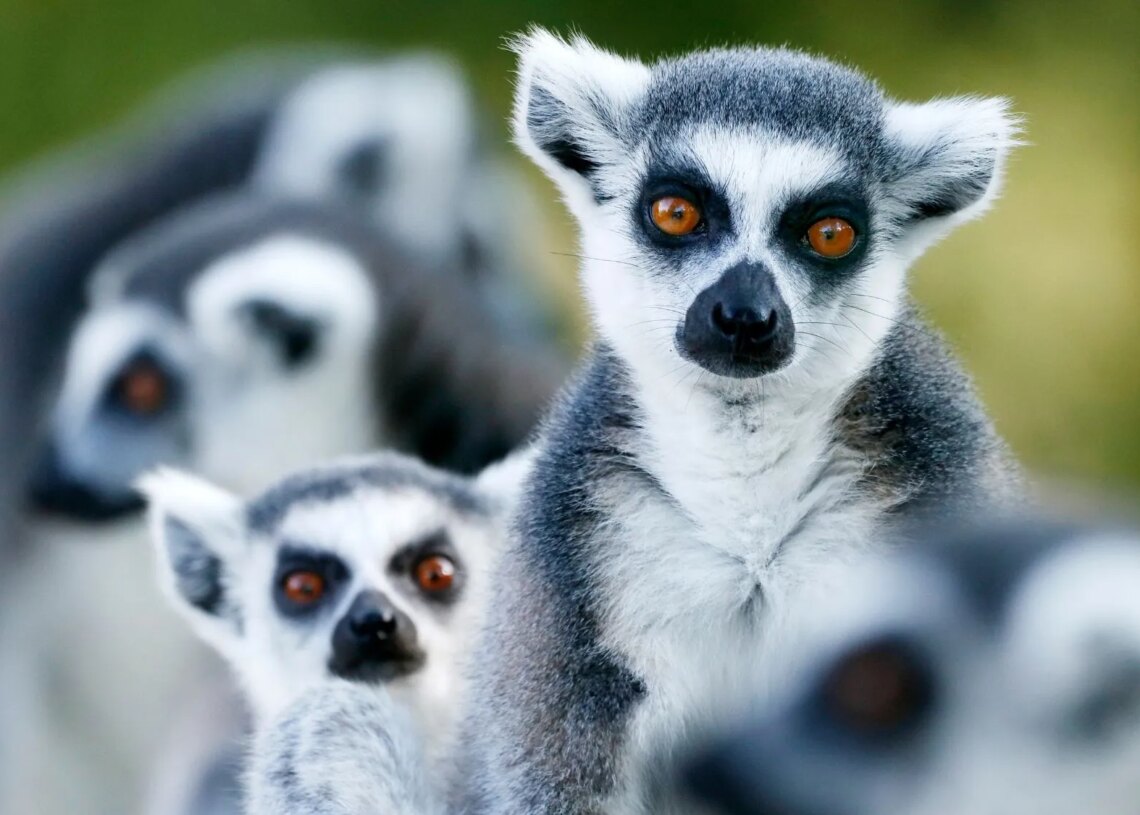 4 Lemurs Died From Human Herpes After a Bizarre Yoga Class Exposure