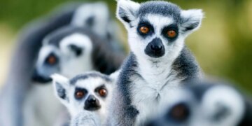4 Lemurs Died From Human Herpes After a Bizarre Yoga Class Exposure