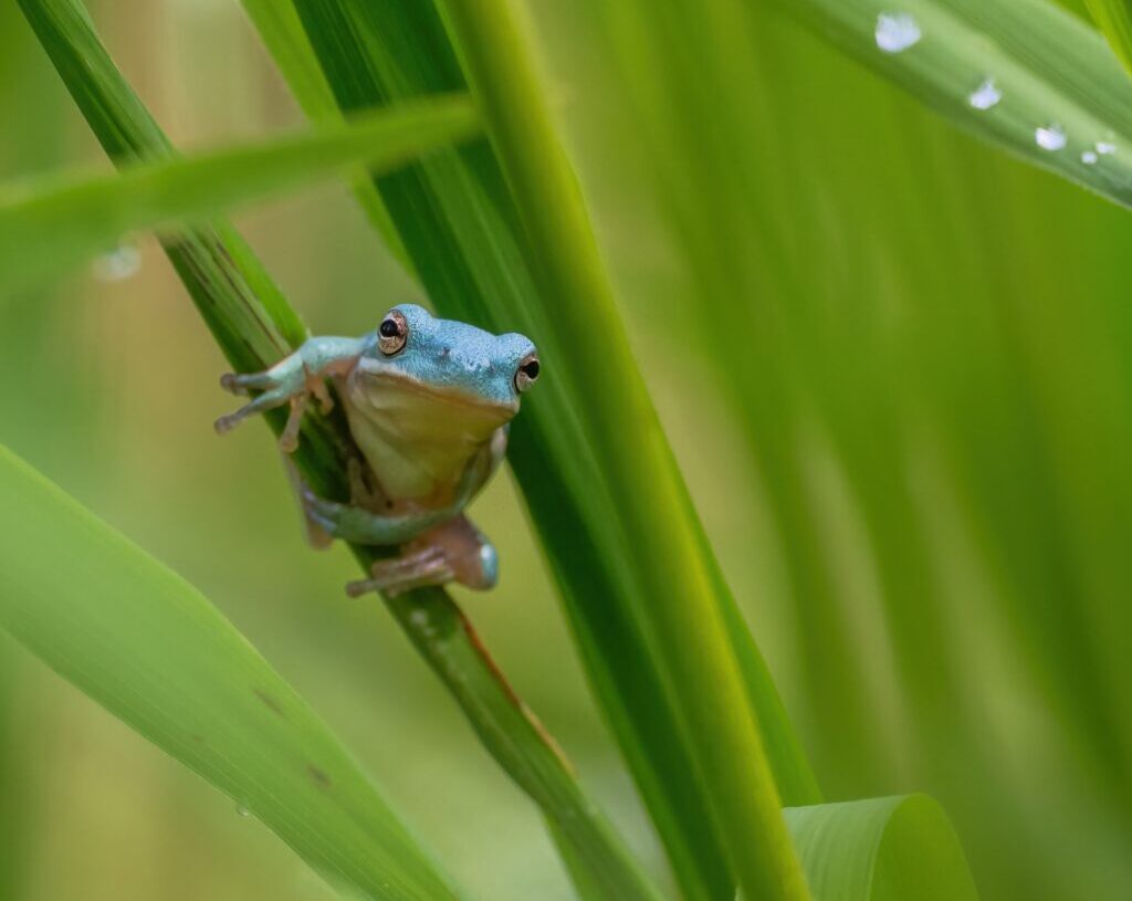 A rare blue tree frog is drawing loads of spectators to a Virginia park