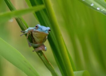 A rare blue tree frog is drawing loads of spectators to a Virginia park
