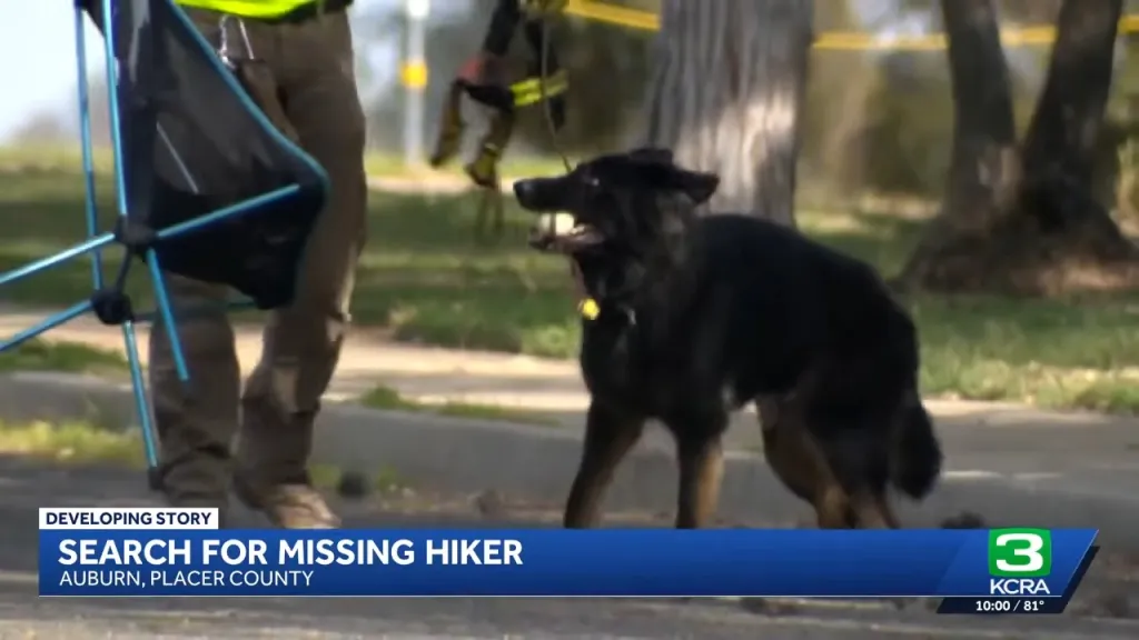 A search and rescue dog with an open mouth, sniffing the ground next to a person.