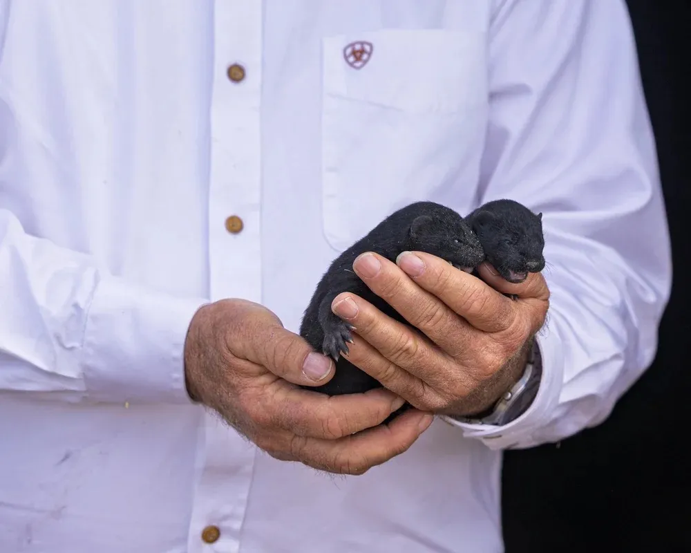 A person in a white shirt holding two small, black mink kits in their hands.