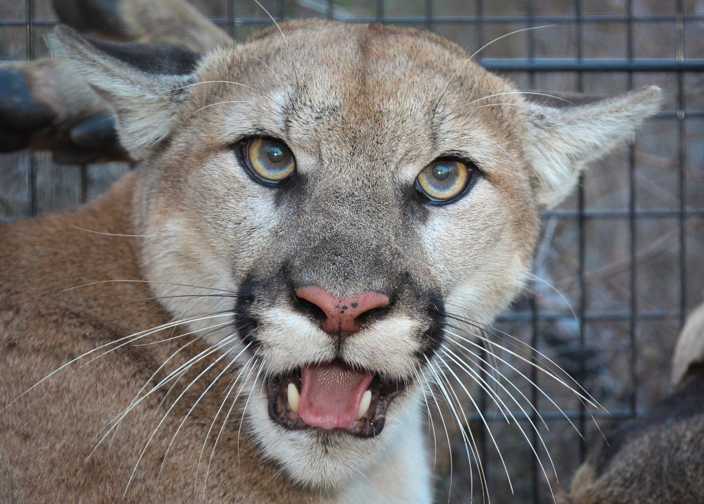 Mountain lion P-129.