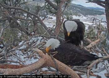Jackie, the bald eagle who became a live-stream star, dies after illness
