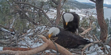 Jackie, the bald eagle who became a live-stream star, dies after illness