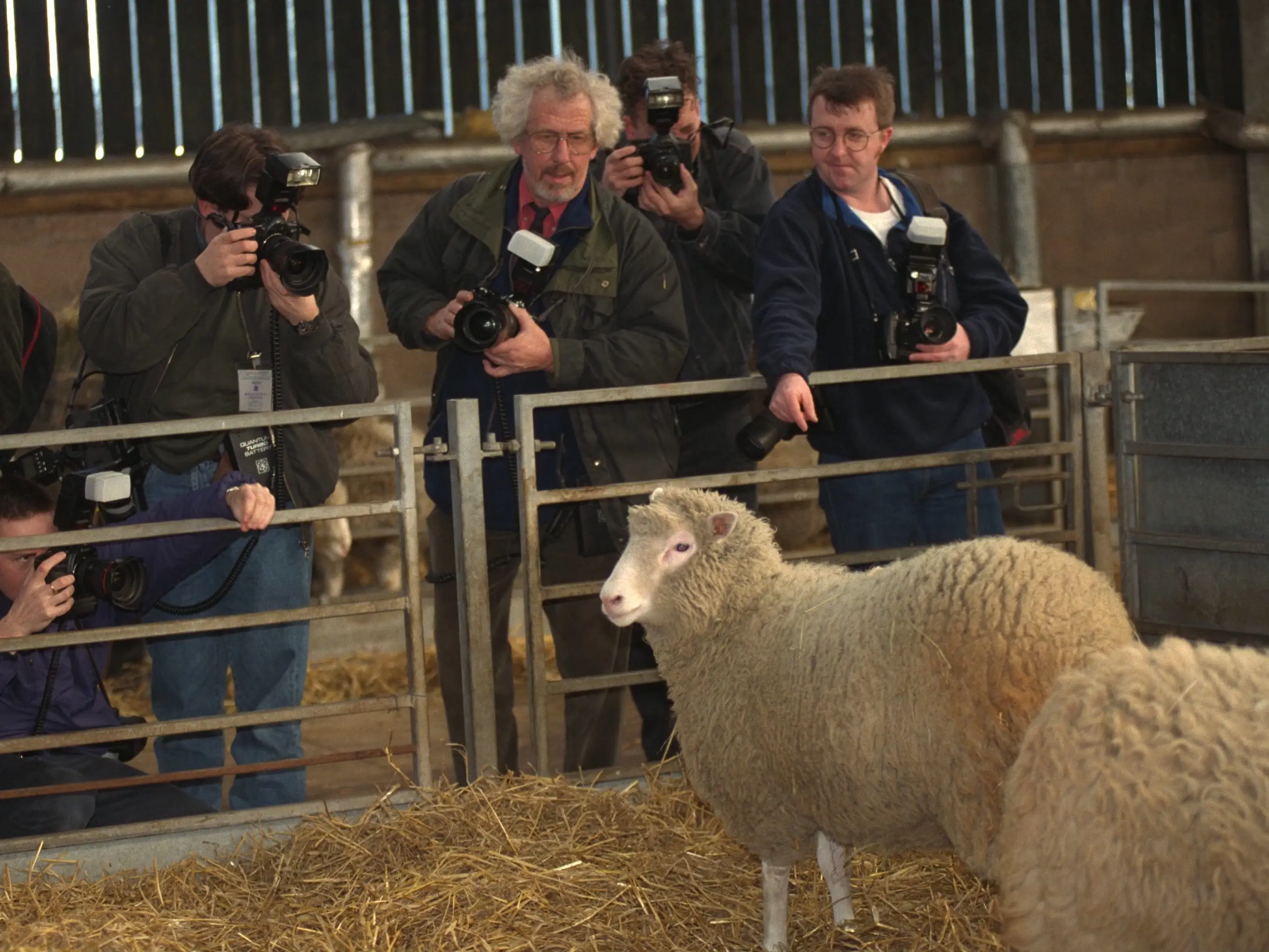 Dolly the sheep