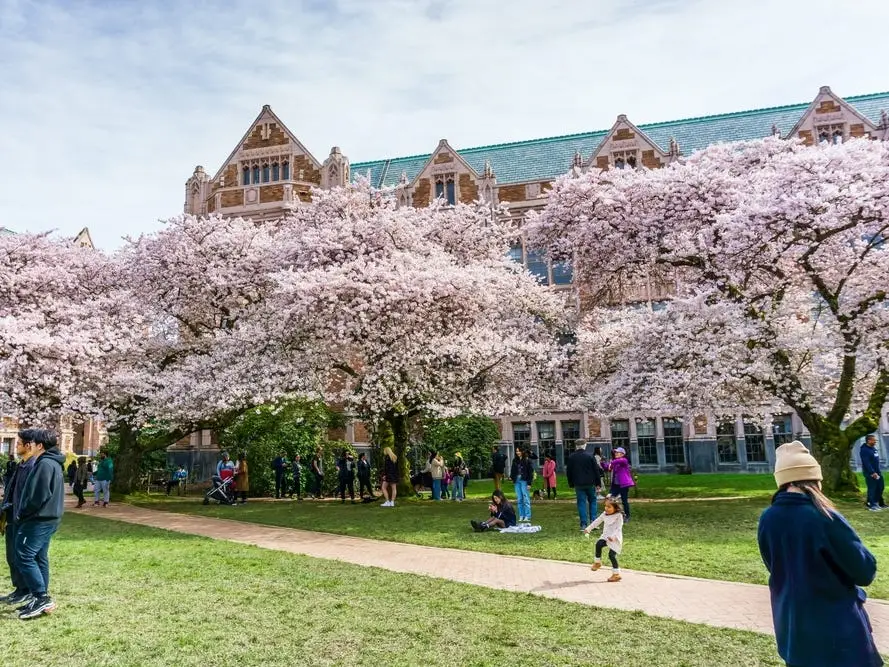 The University of Washington Quad during cherry blossom season.