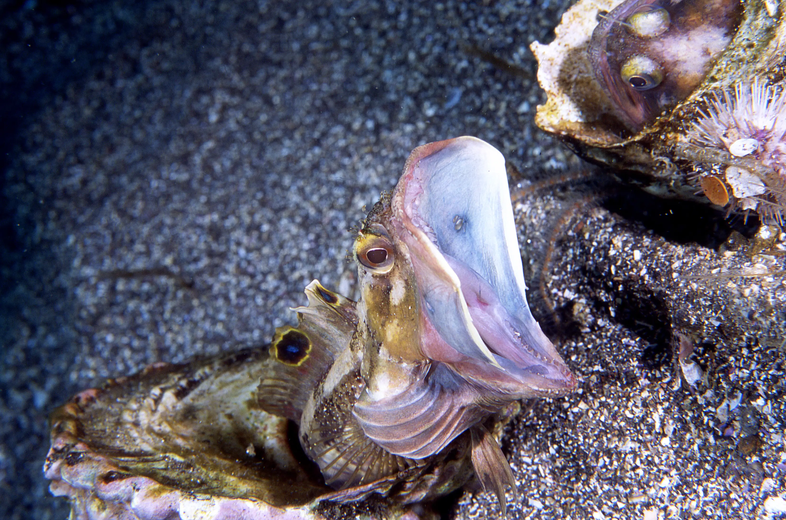A fish with a wide-open mouth on the seafloor