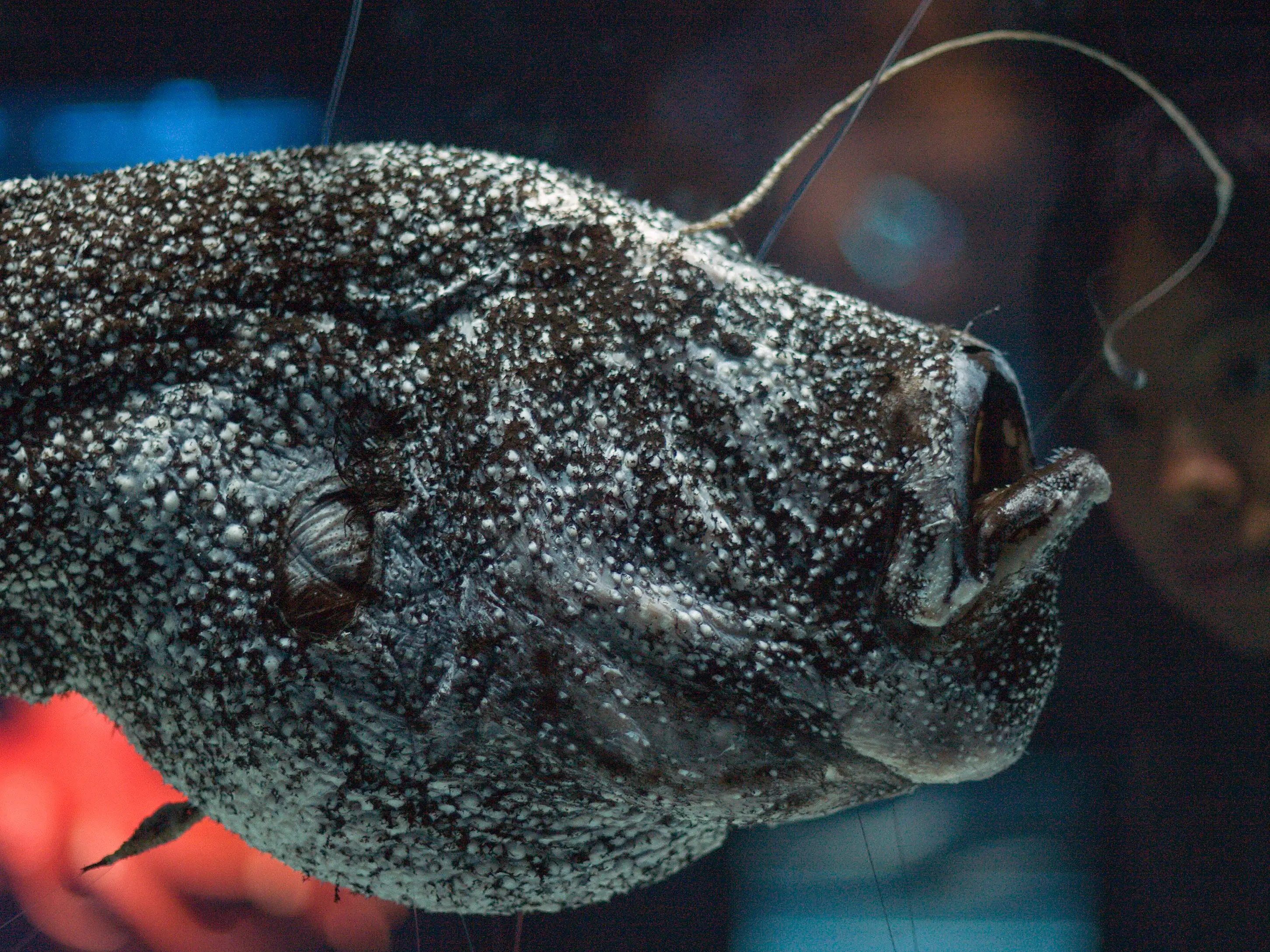 A maroon-and-gray speckled fish with a string-like appendage emerging from the top of its head
