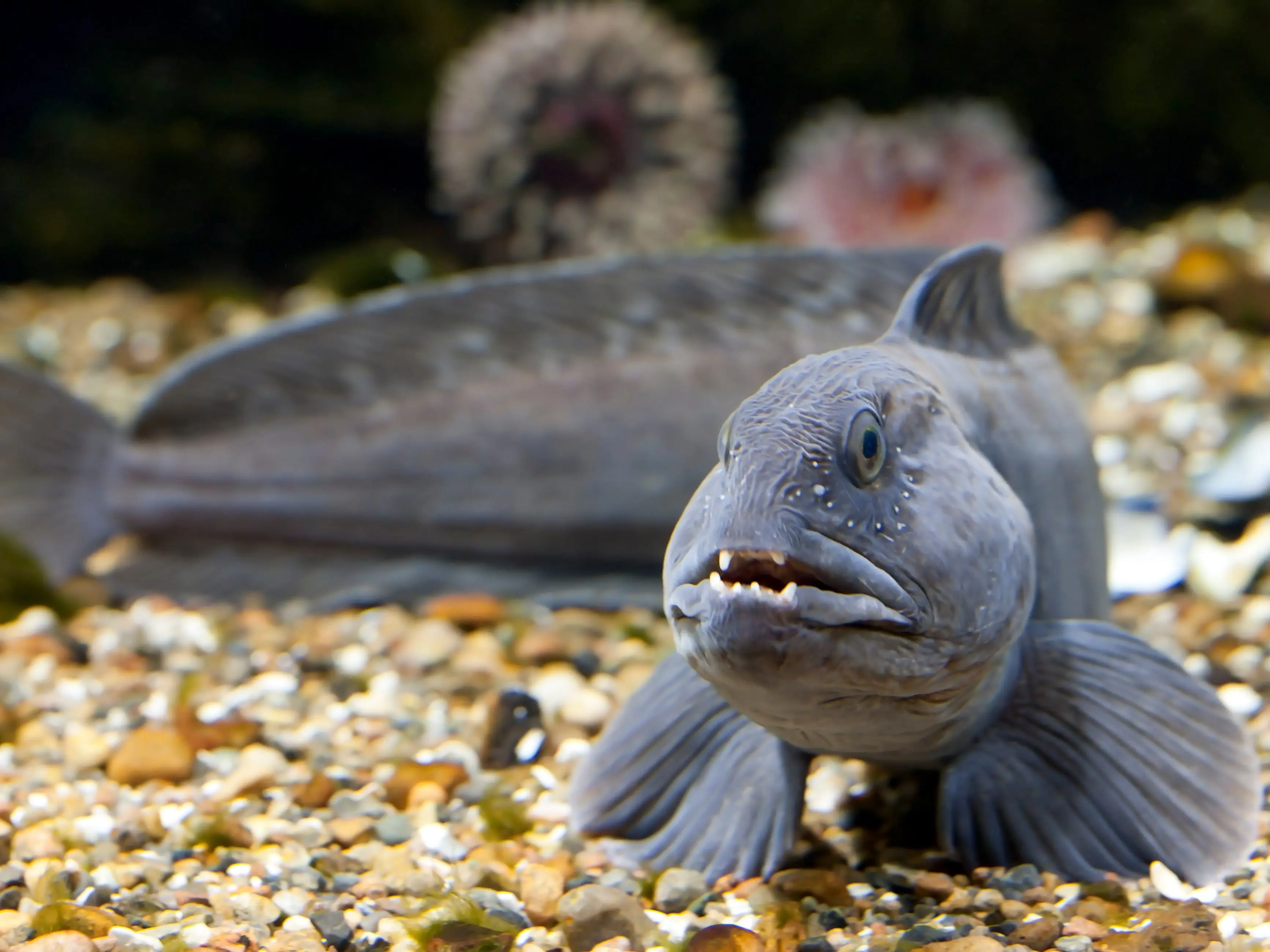 A gray fish with pointy fangs protruding from its mouth