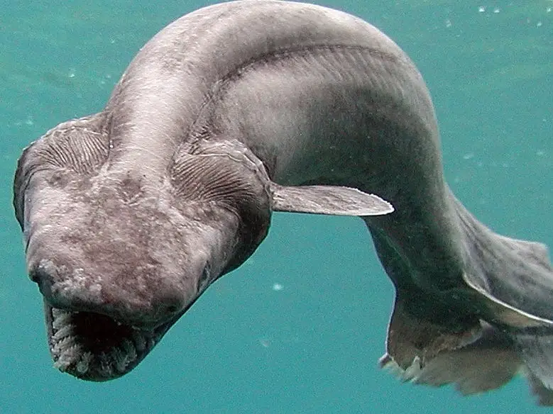 A gray eel-like animal with triangular head with frilly gills and frilly tail