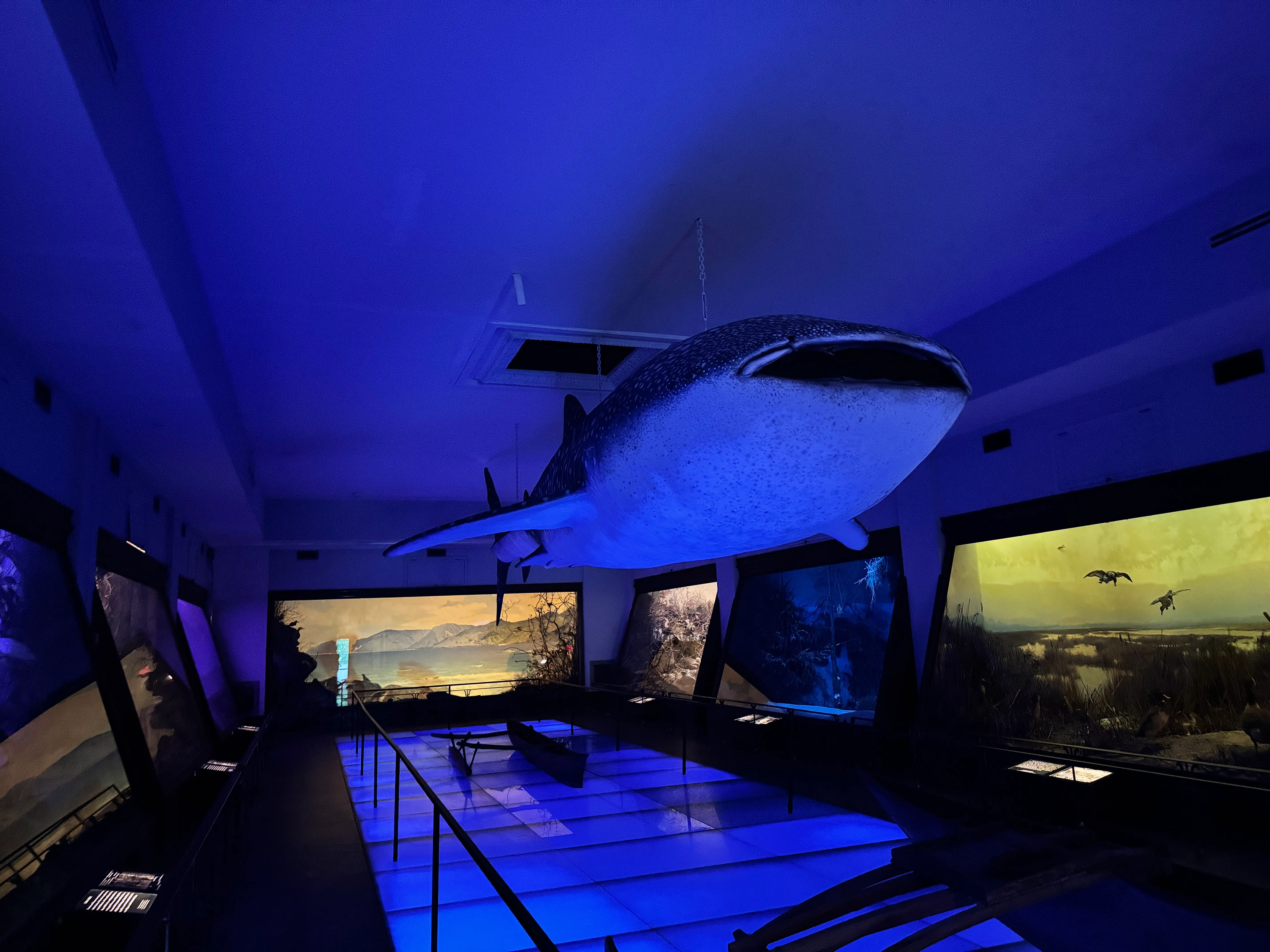 one of the rooms inside the museum of natural history