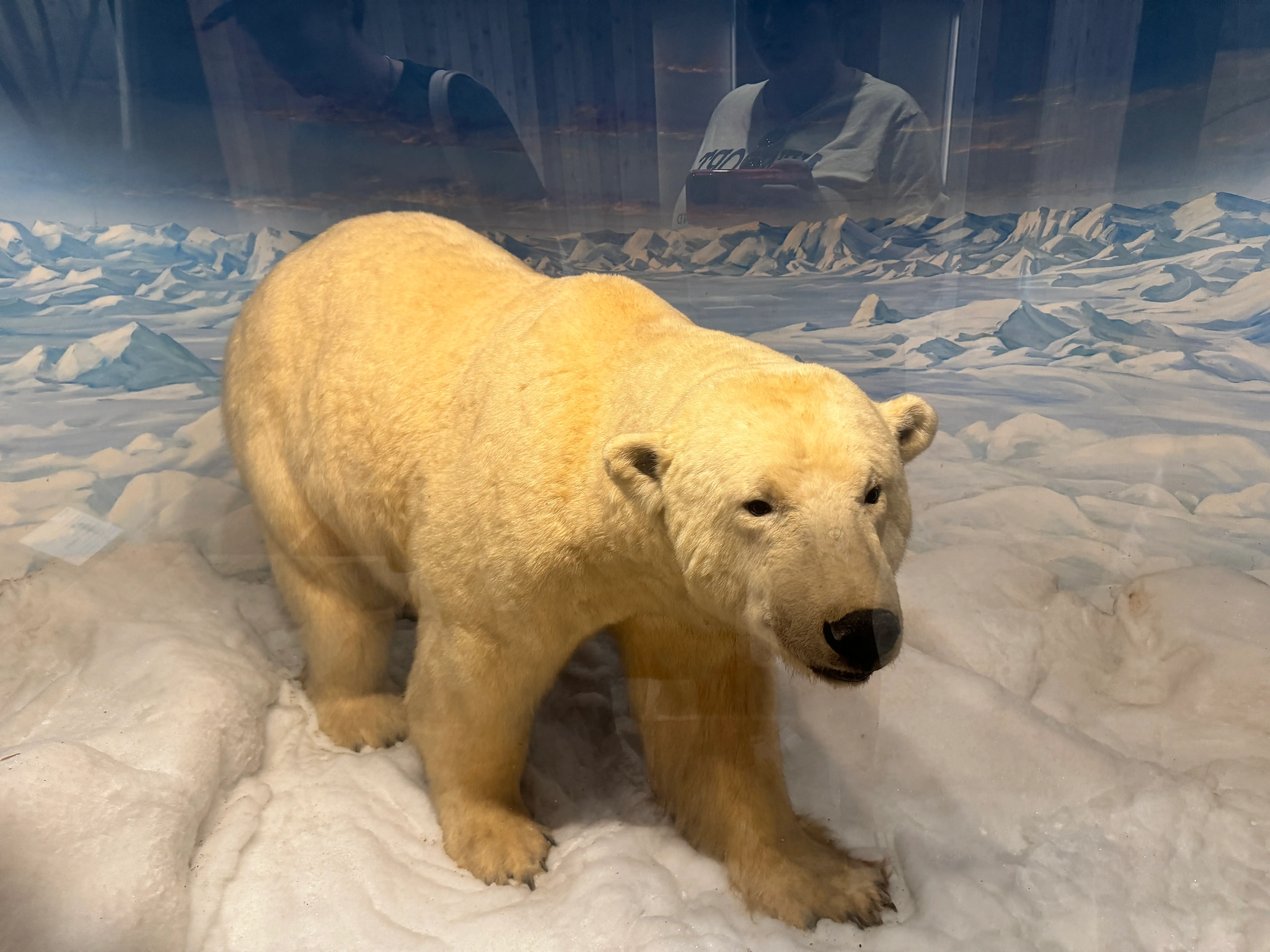 polar bear vanderbilt