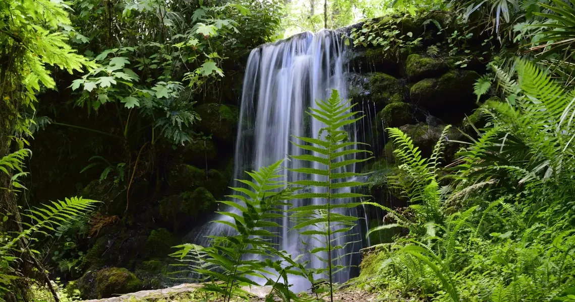 I’ve lived in Florida for over 25 years. Skip the major cities and spend time in these 5 gorgeous state parks instead.