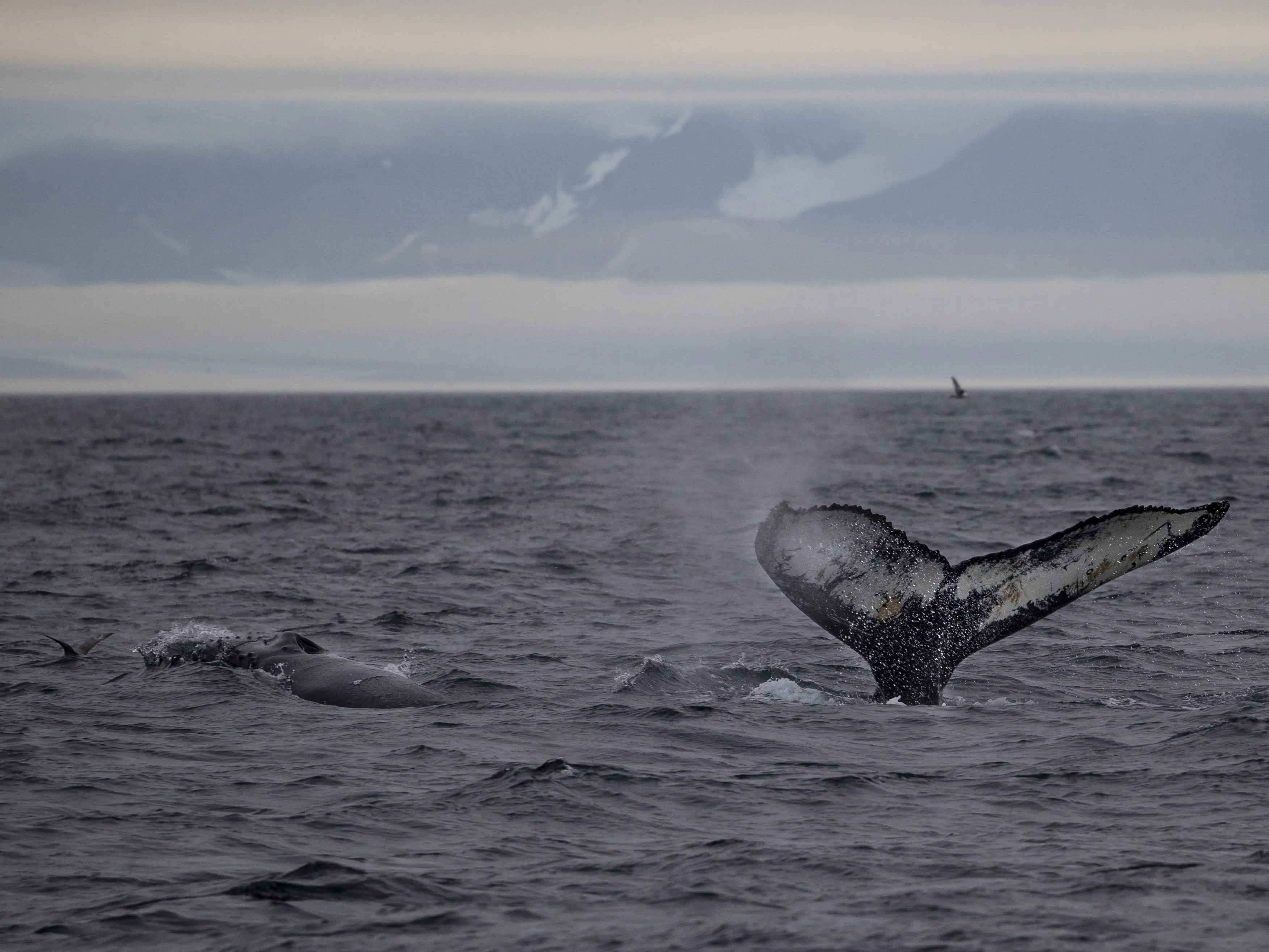 Svalbard whale