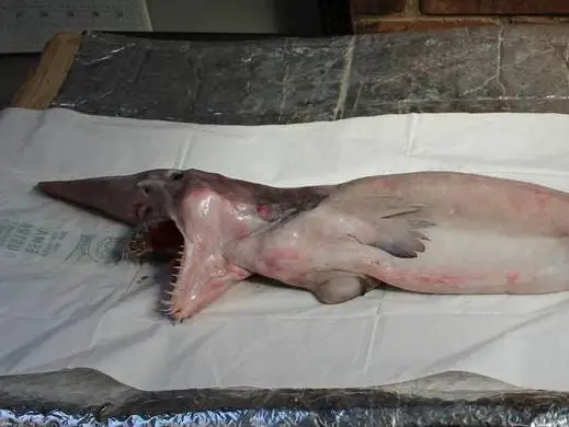 A goblin shark caught off the coast of New South Wales, Australia.