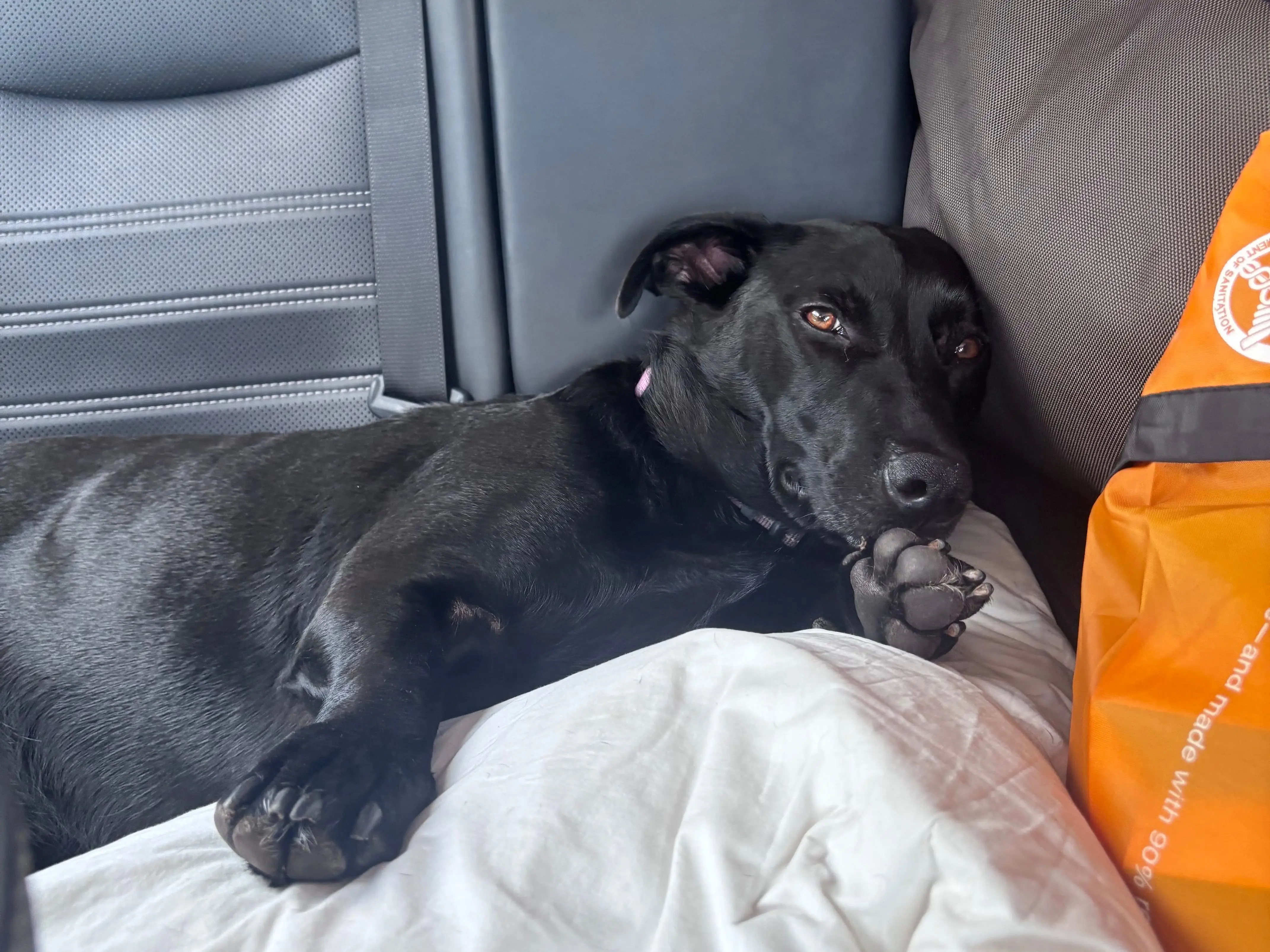 A dog lays in the backseat of a car with boxes and bags nearby.