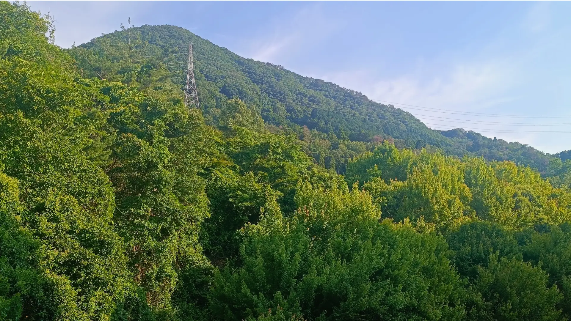 View of trees in Japan