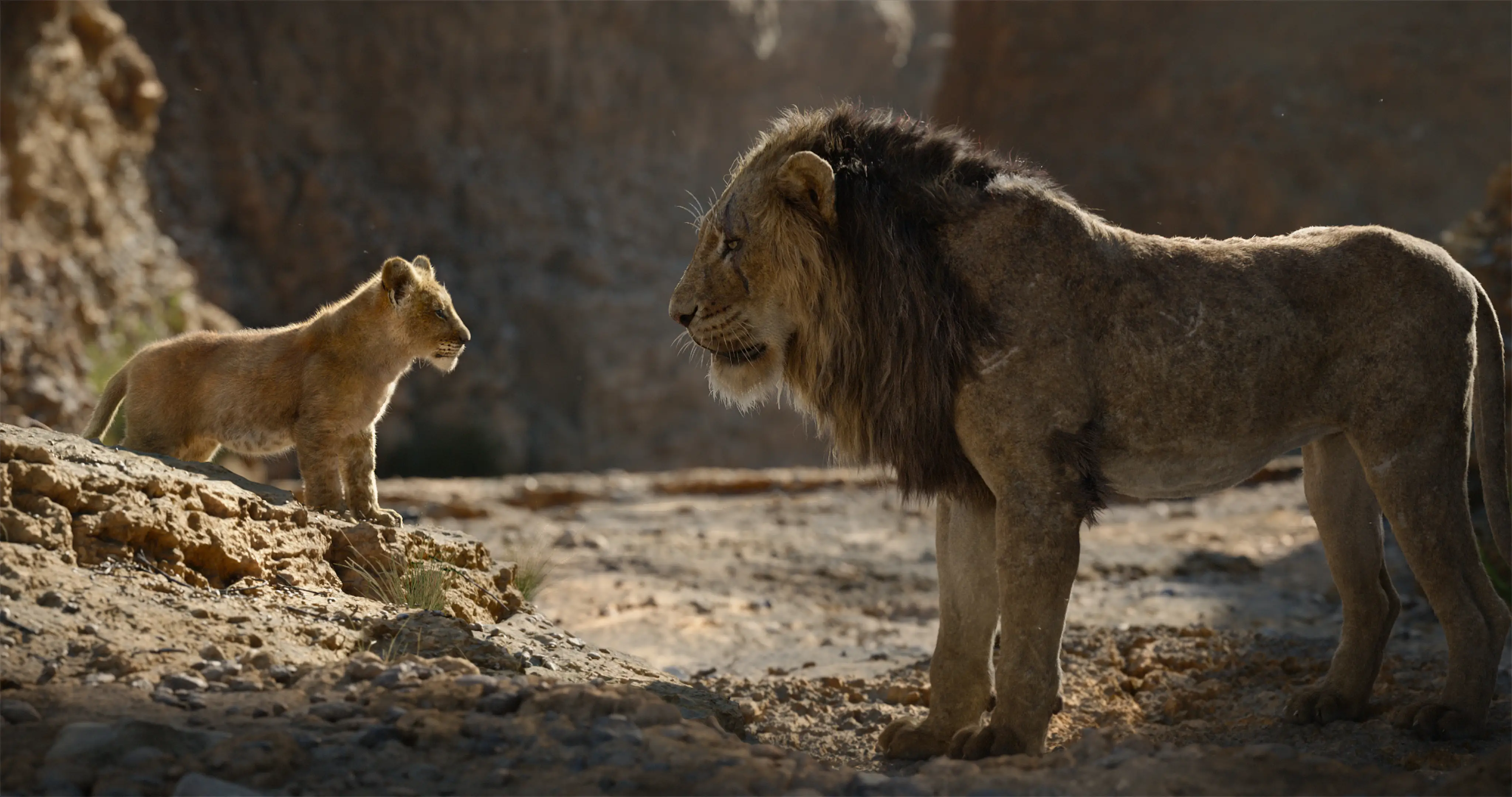 Lions face to face in The Lion King