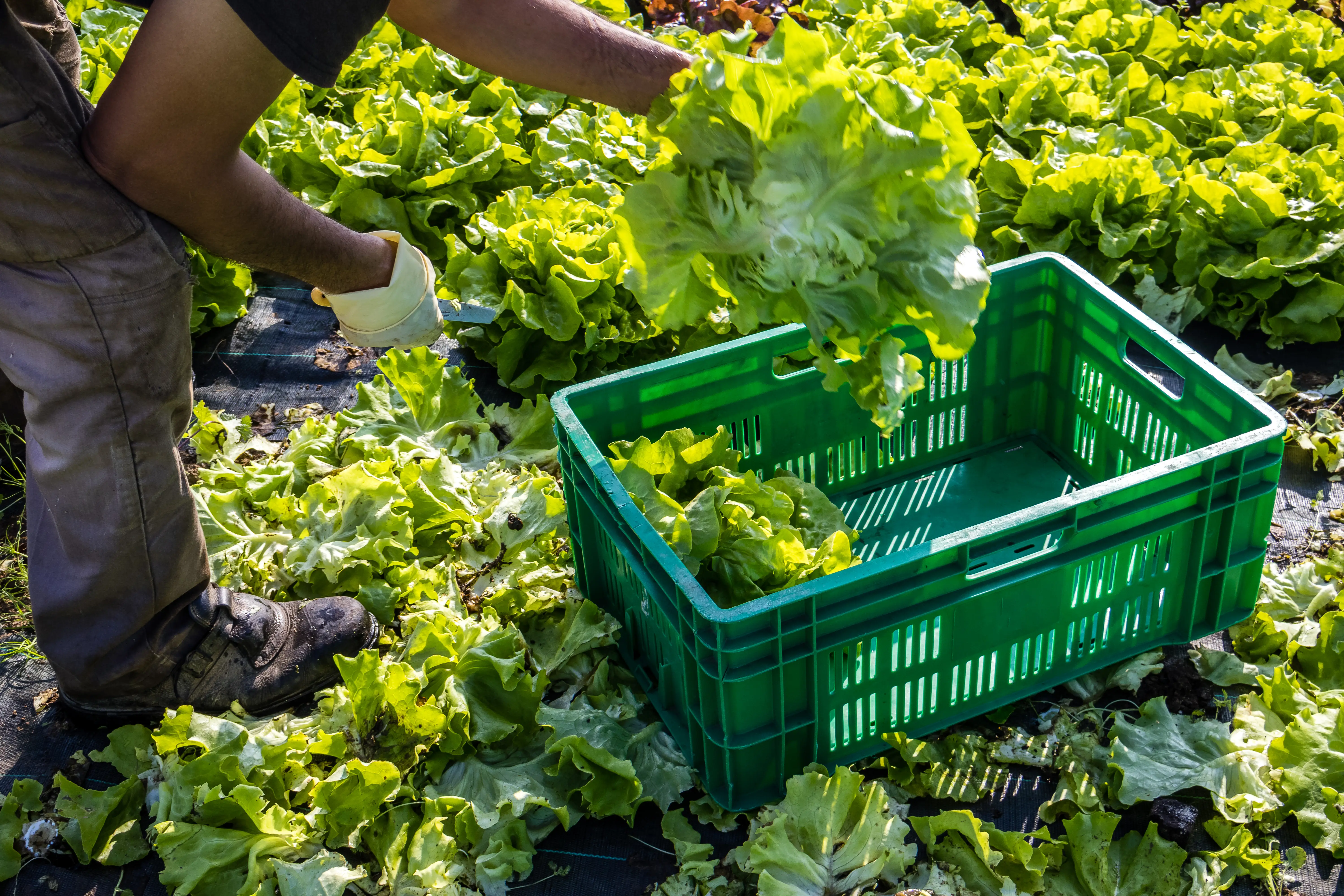lettuce