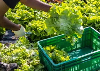 2 dead in cyclospora outbreak, Michigan health authorities say