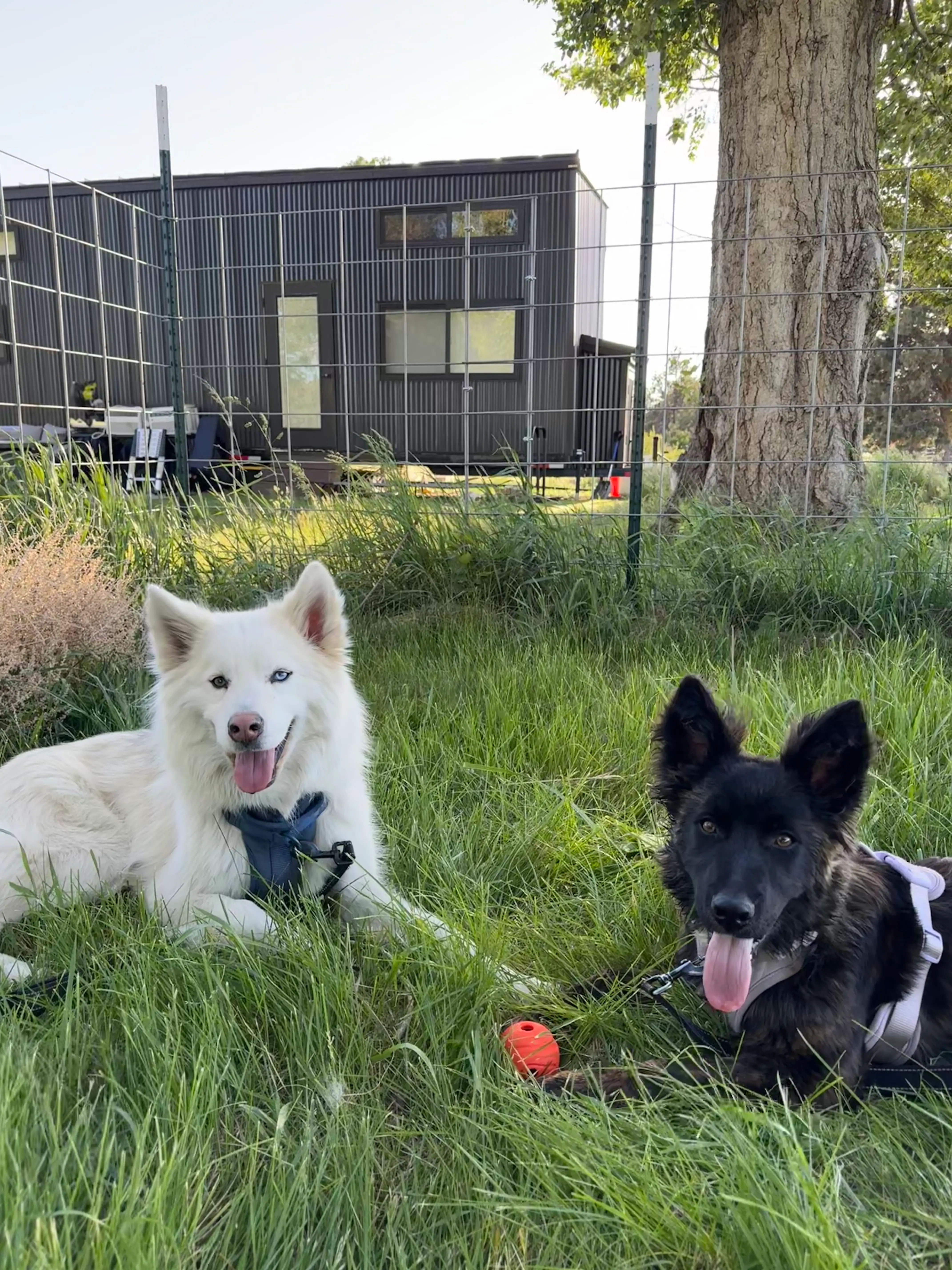 Two dogs in yard area with tiny home in distance