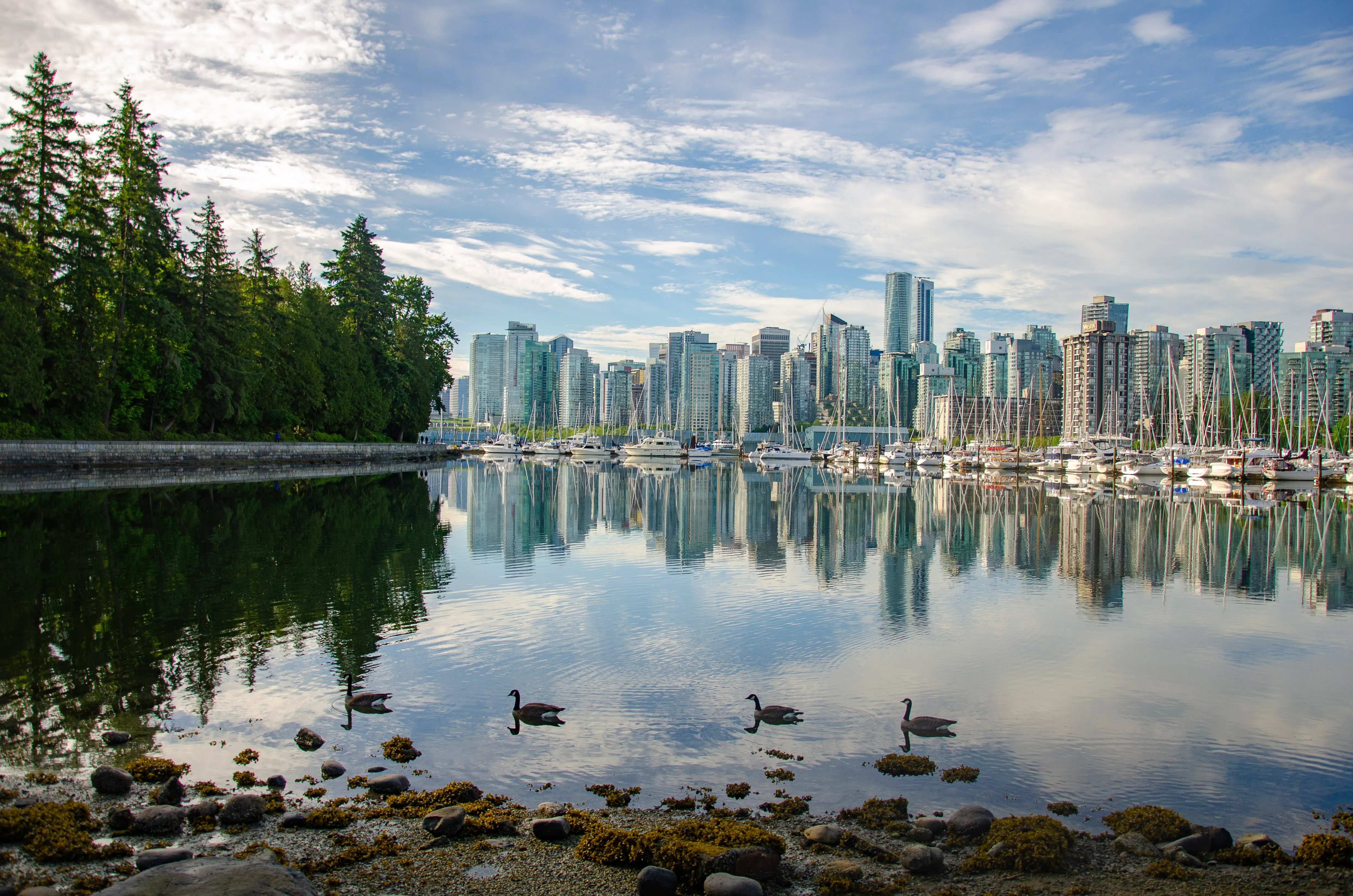 Canada geese swim across calm harbor water with Vancouver skyline, marina boats, and forested shoreline reflected behind them.