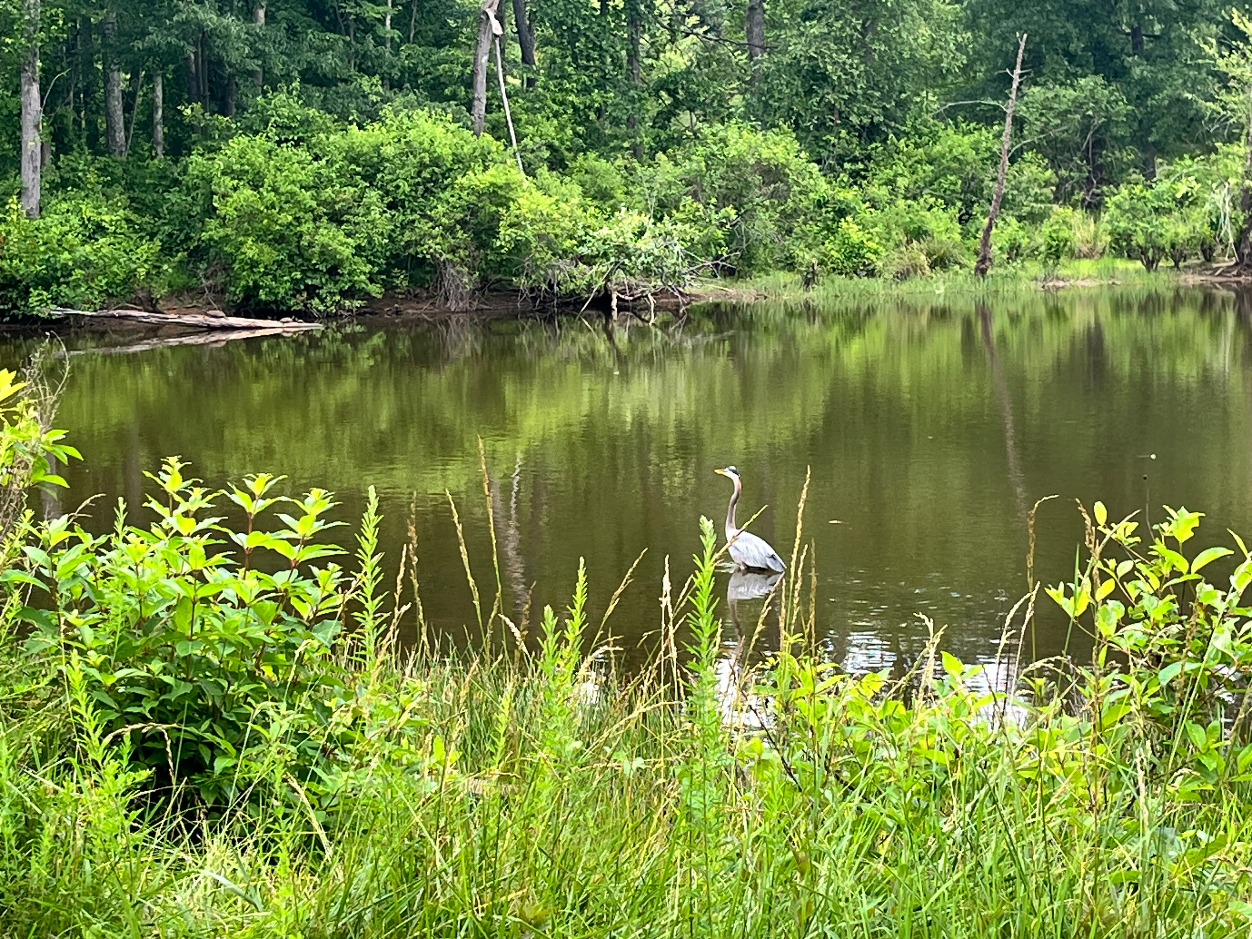 View of pond