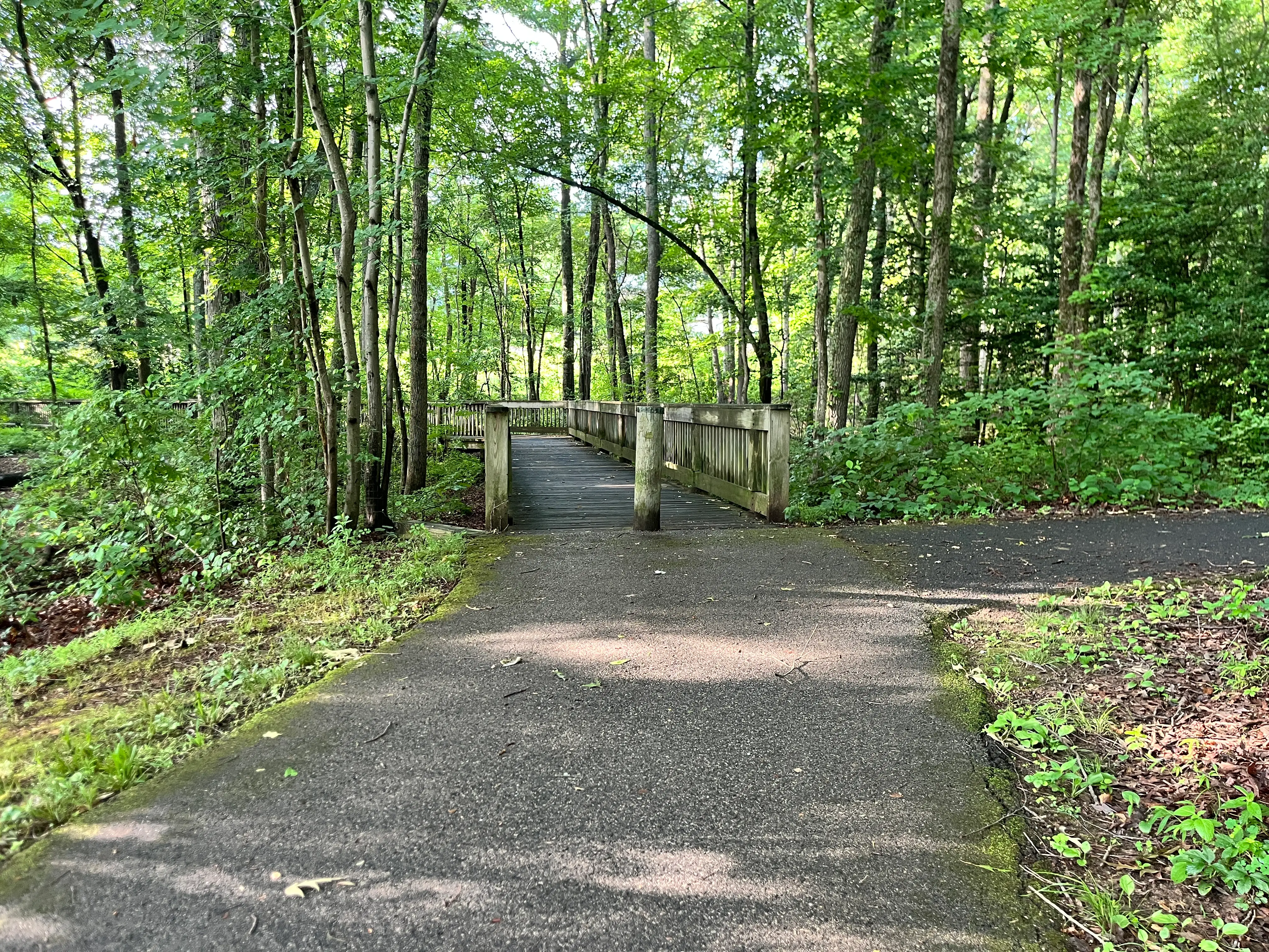 View of trails with trees