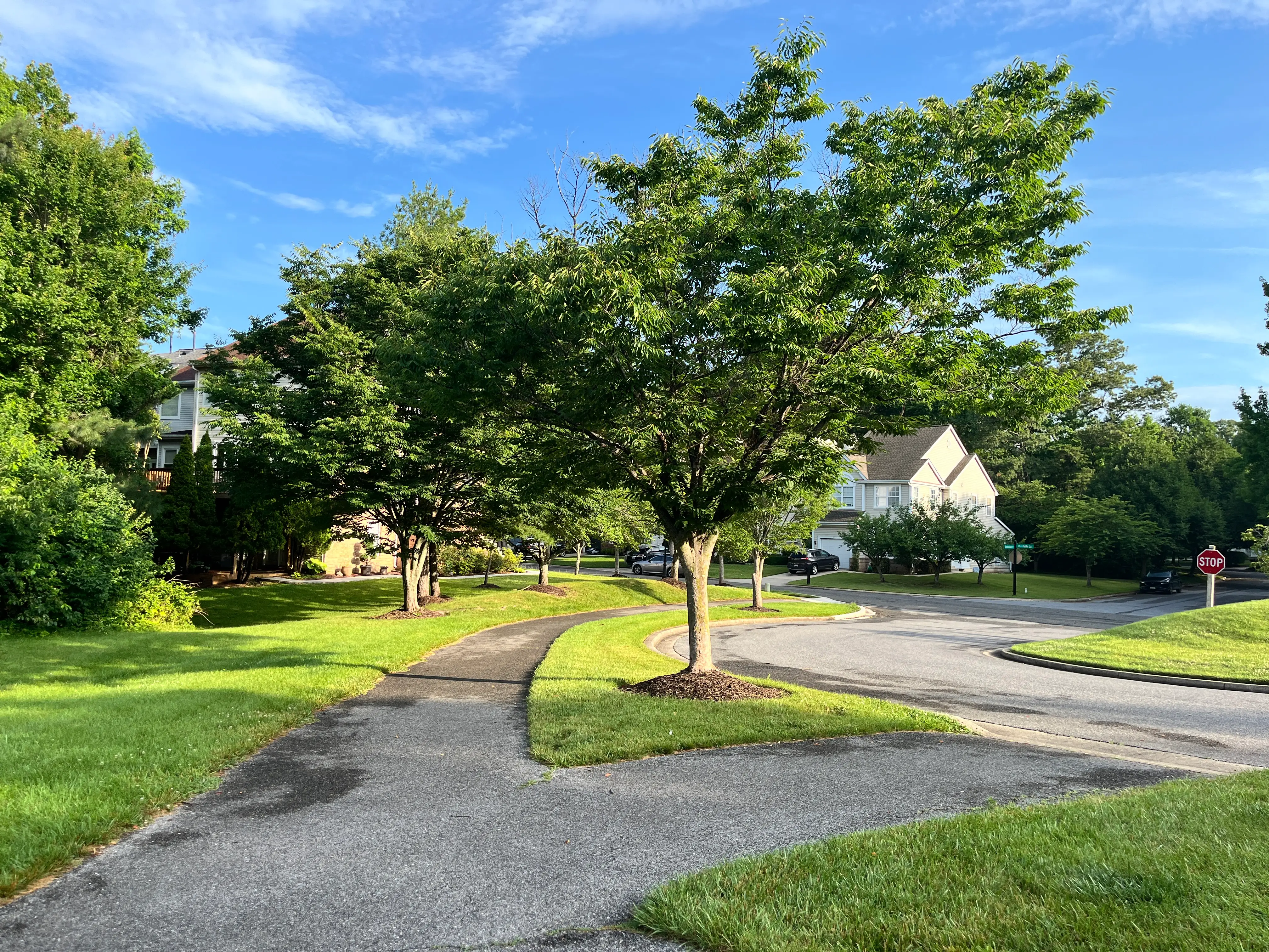 View of pathways, trees