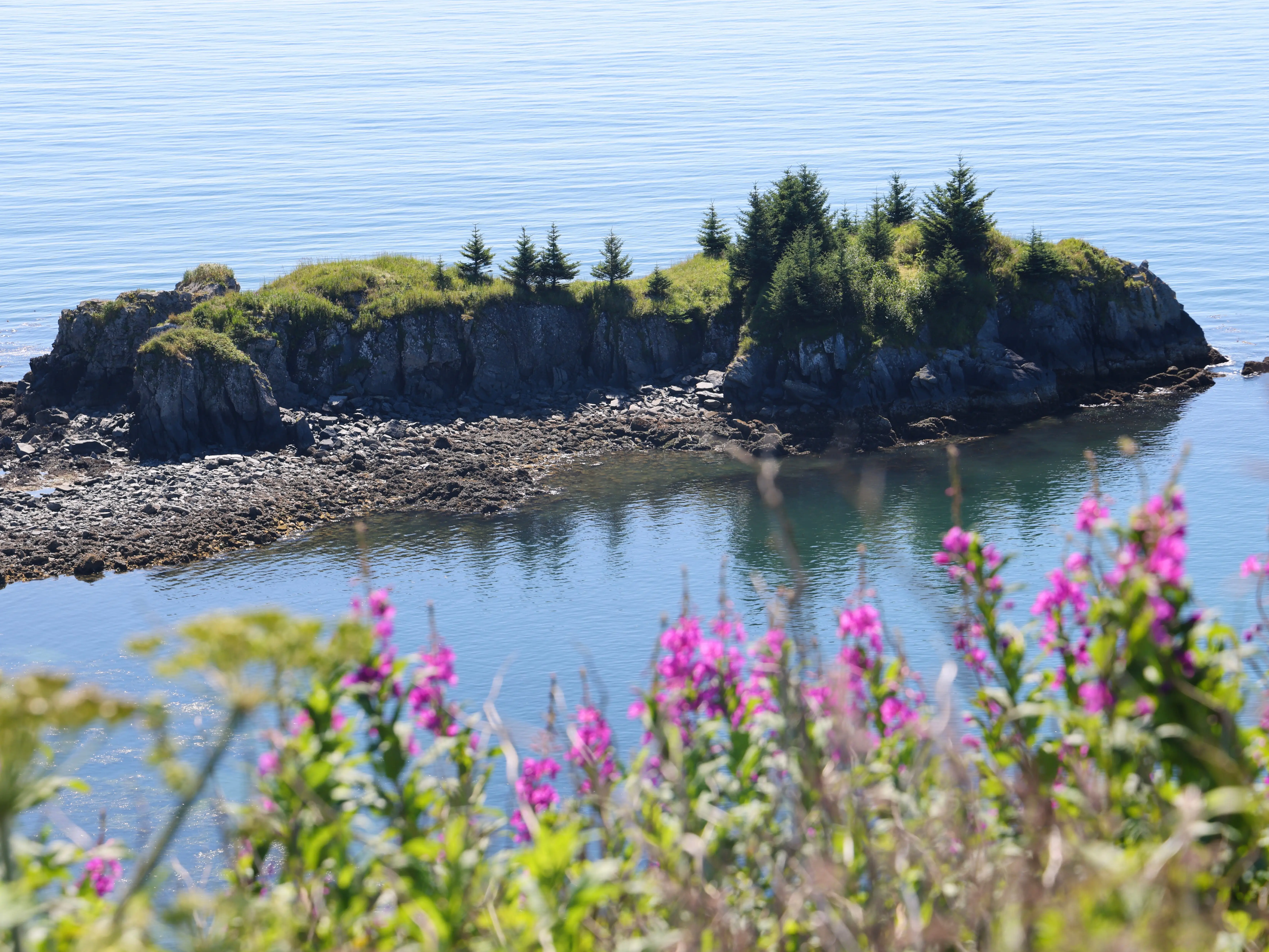 A rocky tree-covered islet off the coast of Alaska sits in calm blue water with blurred pink wildflowers in the foreground.