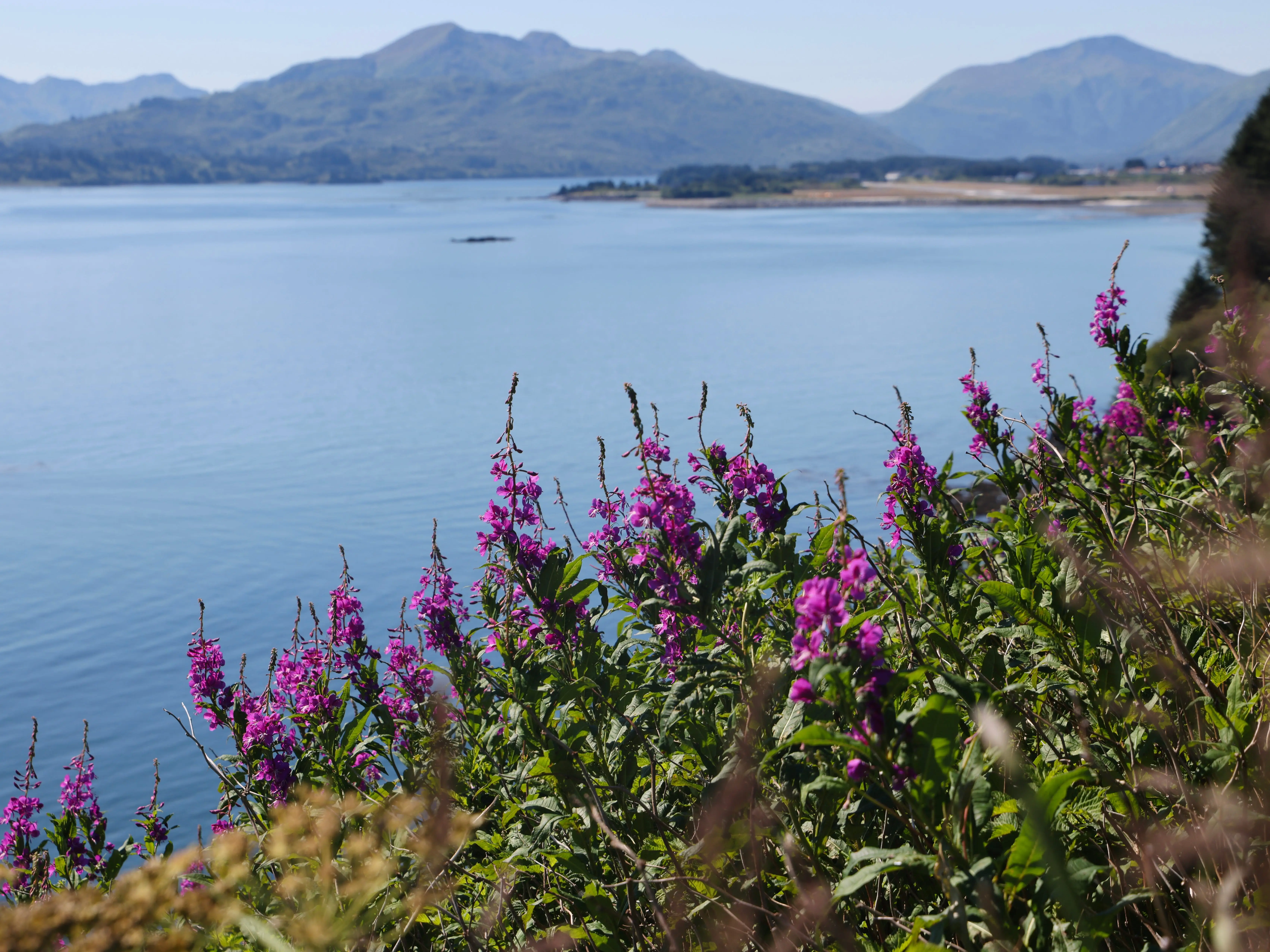 Purple wildflowers overlook the waters near a small island off the coast of Alaska.