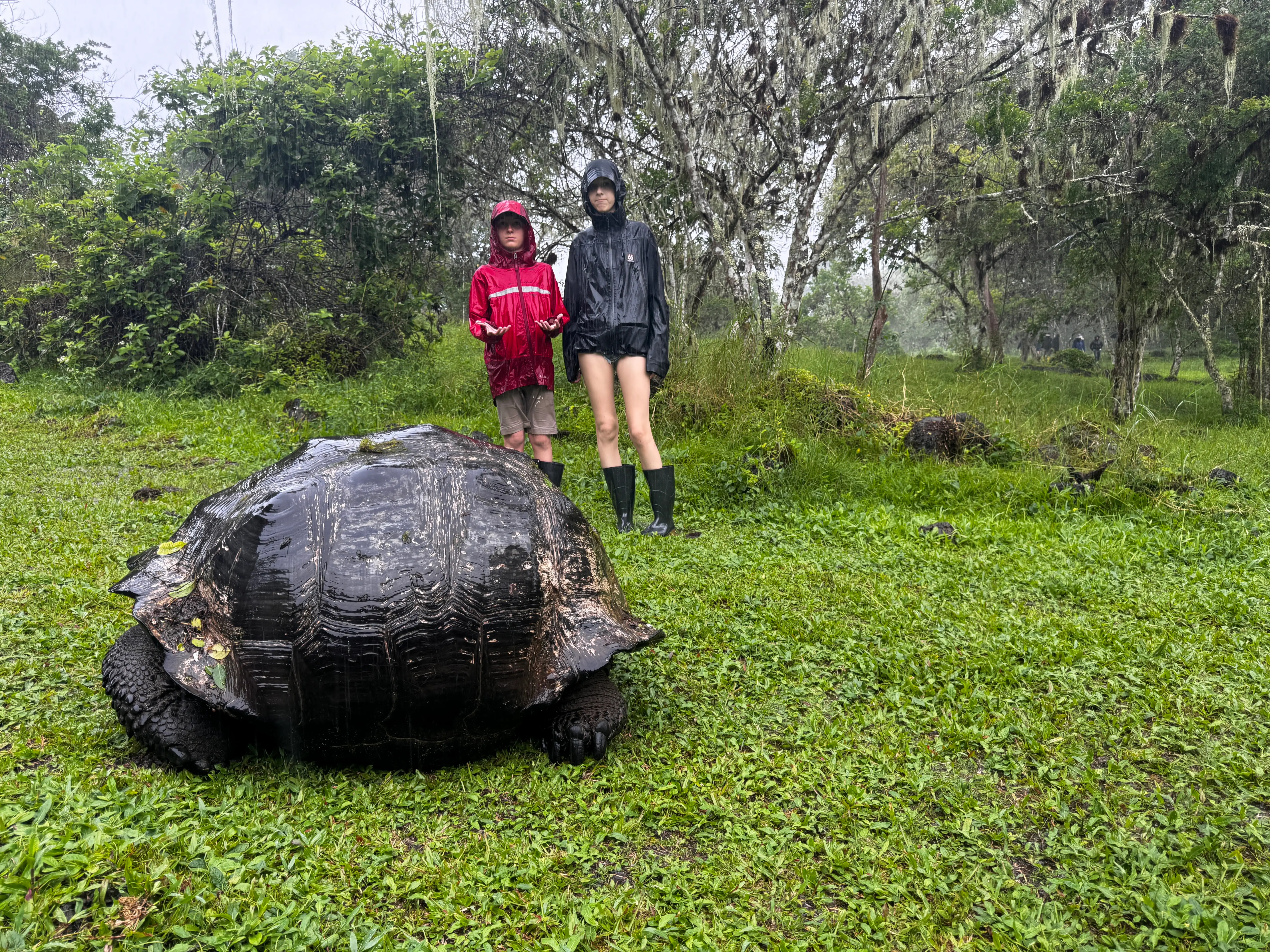 The author's children observe a Galapagos Tortise in the rain.