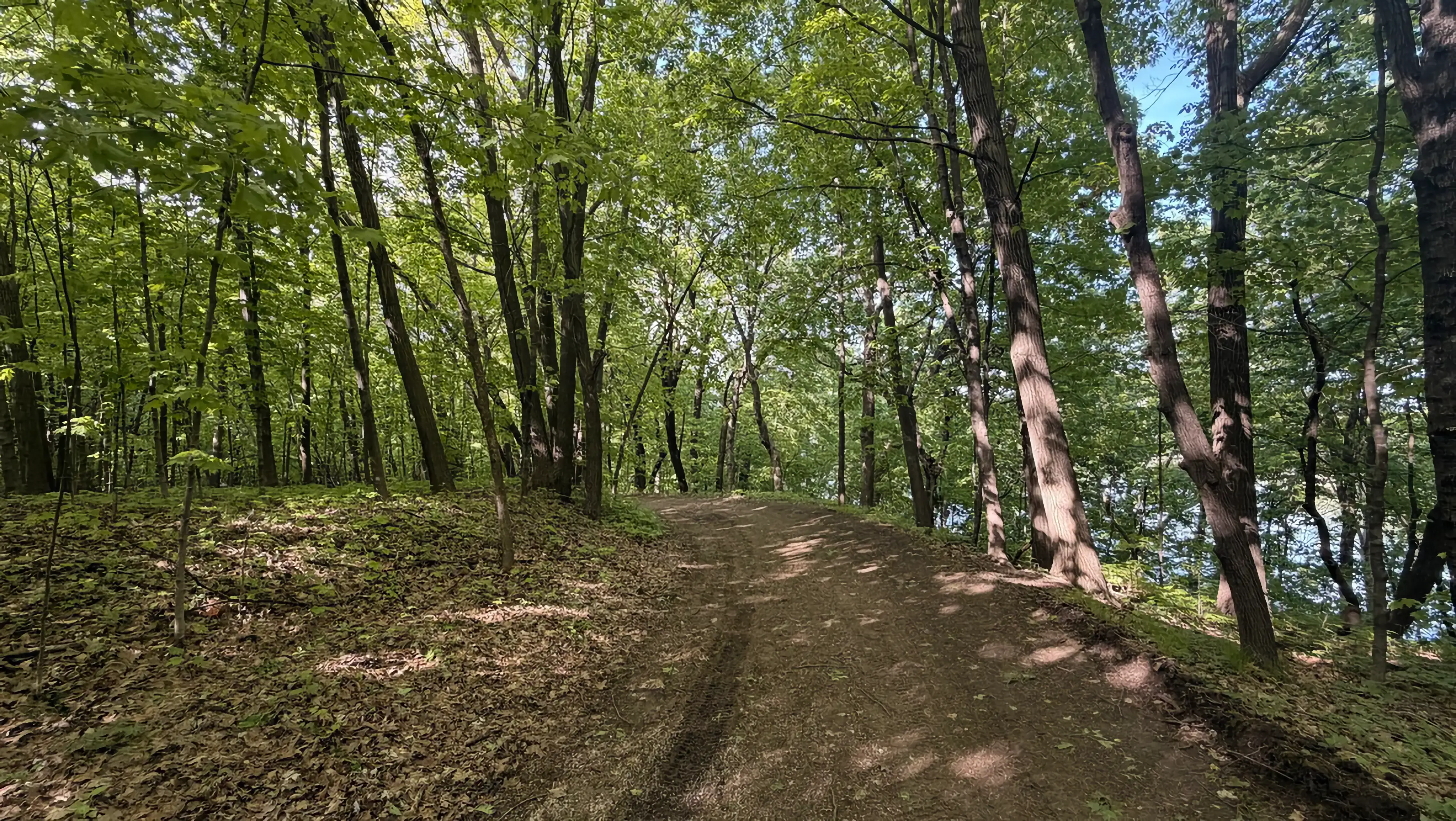 A path through a forest in Minnesota.