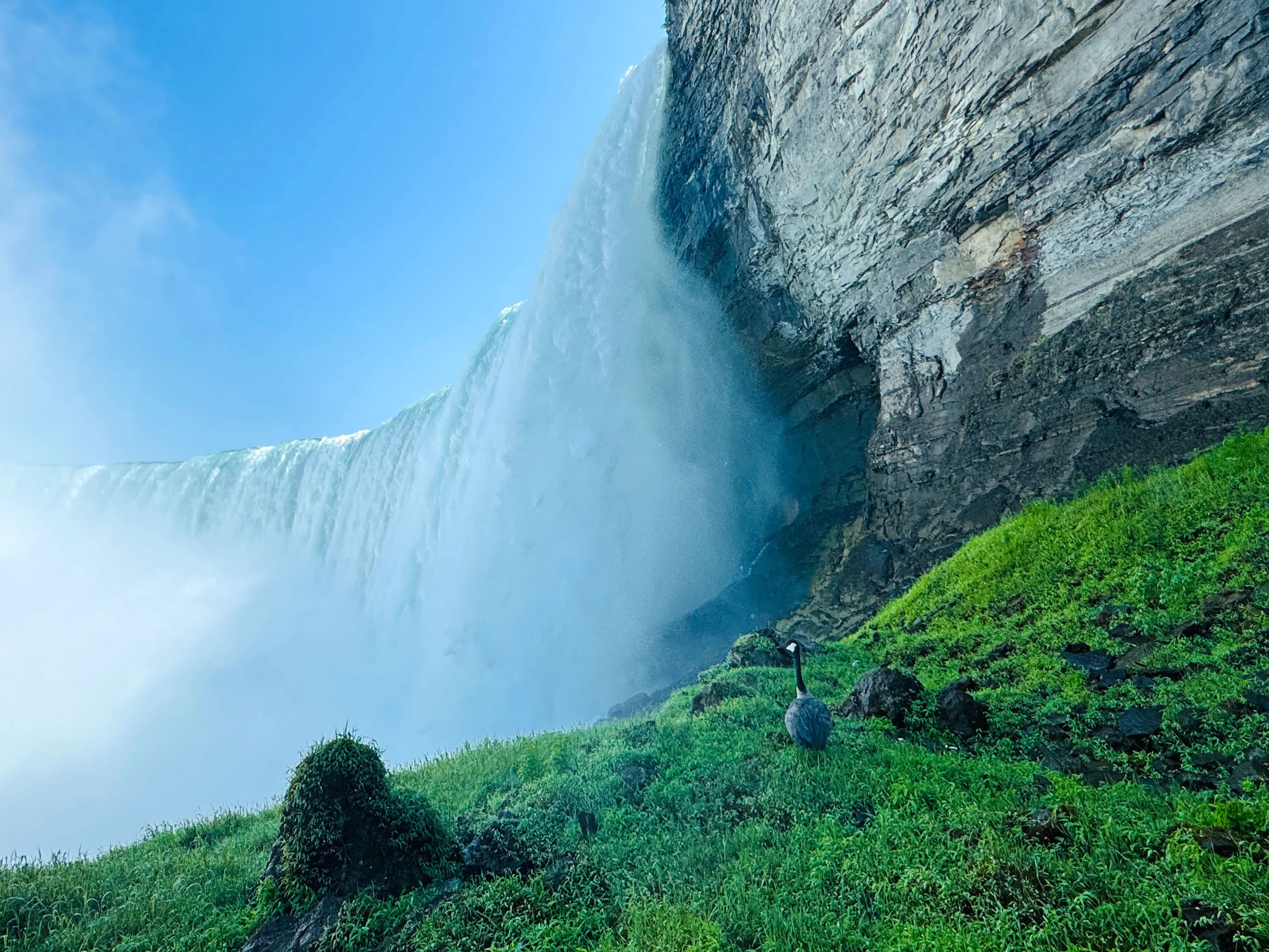 An up-close view of Niagara Falls from a grassy area.