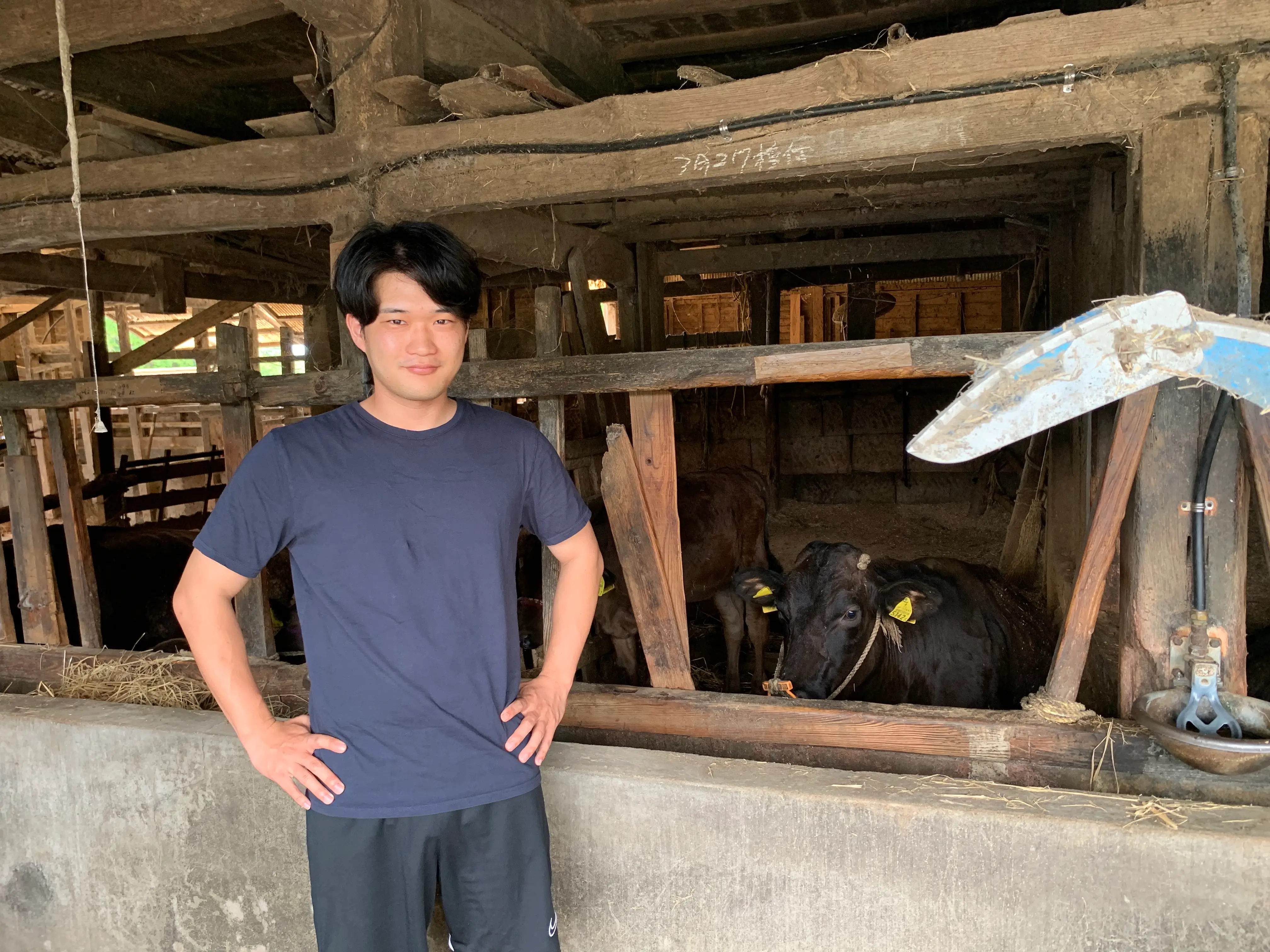 A man wearing a blue T-Shirt with cows in the background.