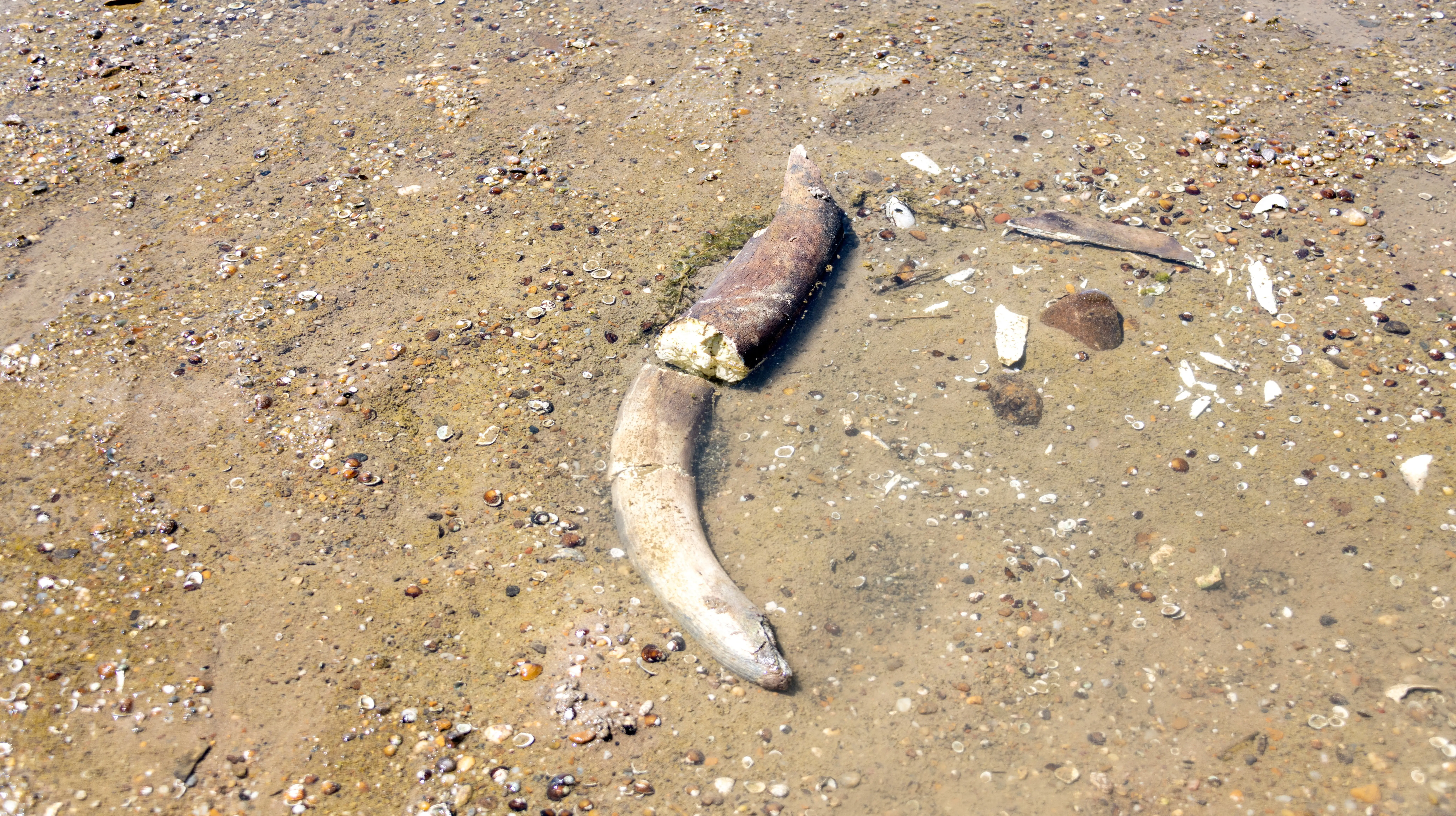Remains of an ancient mammoth lie on a riverbed.