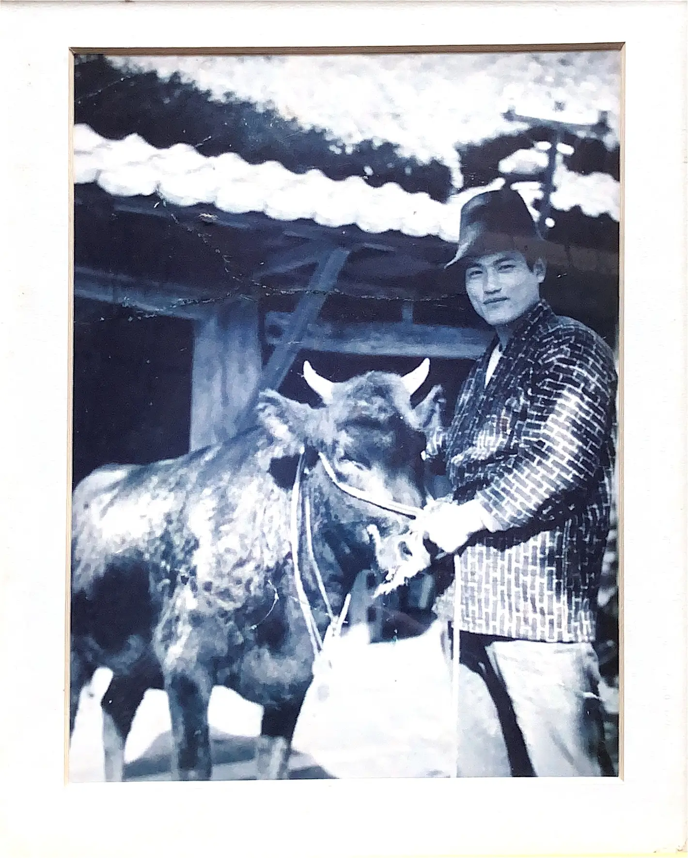 An old photo of his grandfather with a cow on the farm in Japan.