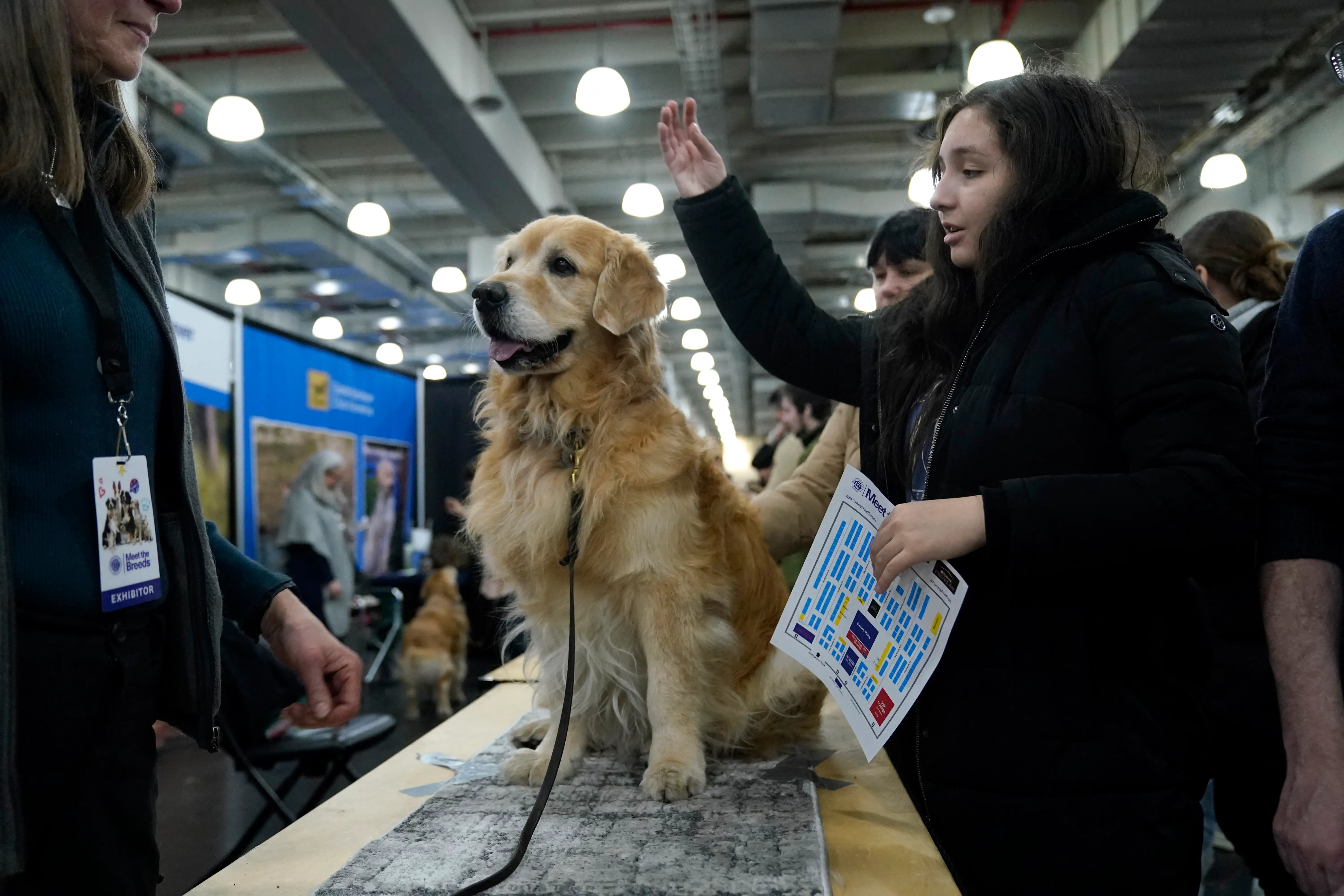 A woman reaches in to pet a Golden Retriever at the American Kennel Club's annual 