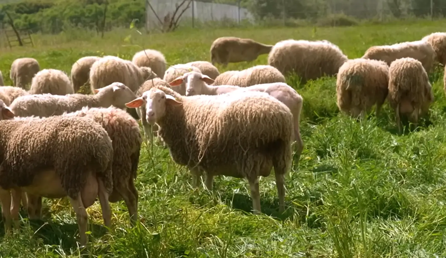 A herd of sheep on a farm in Greece.