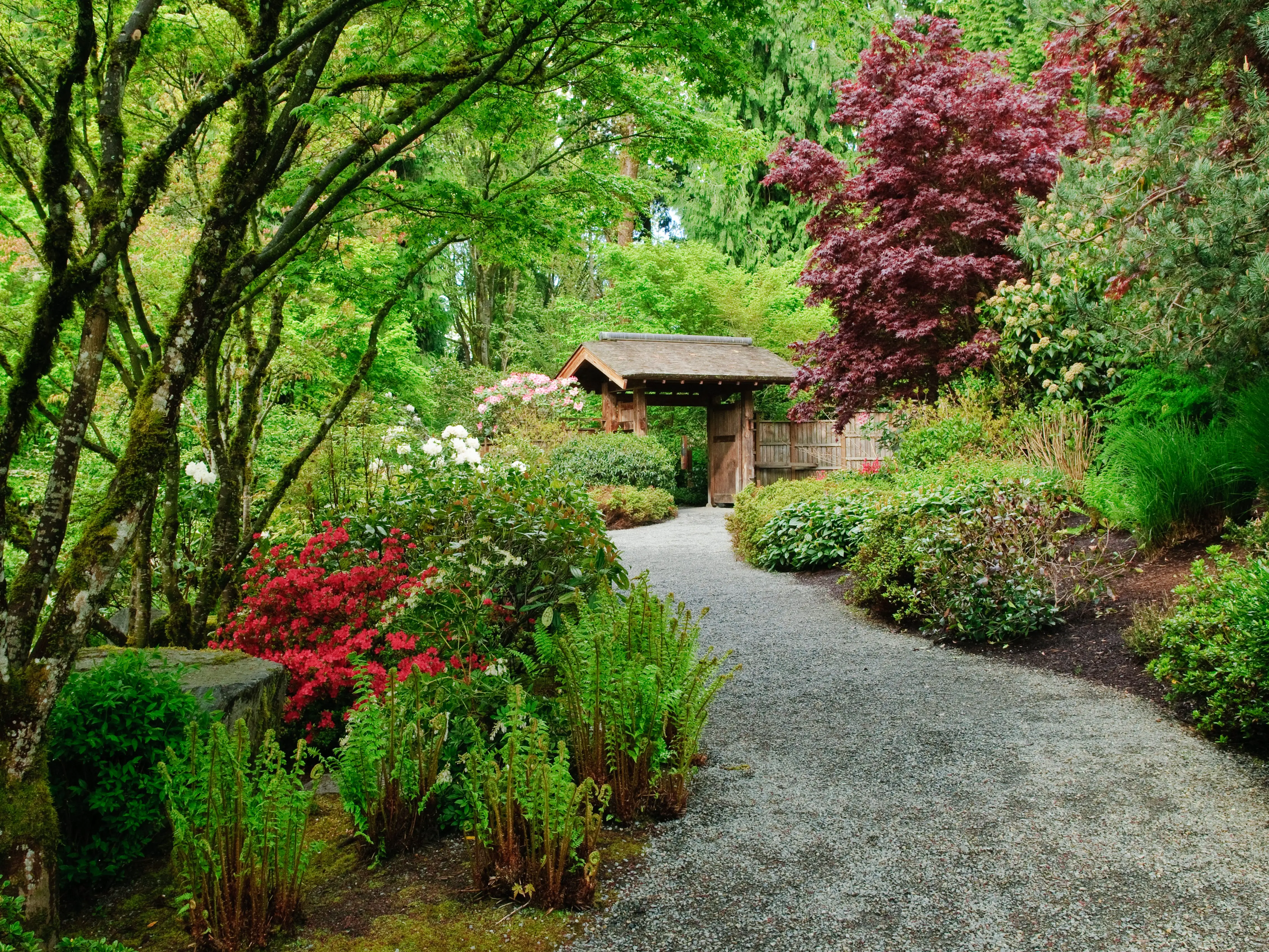 A Japanese garden with a pagoda.