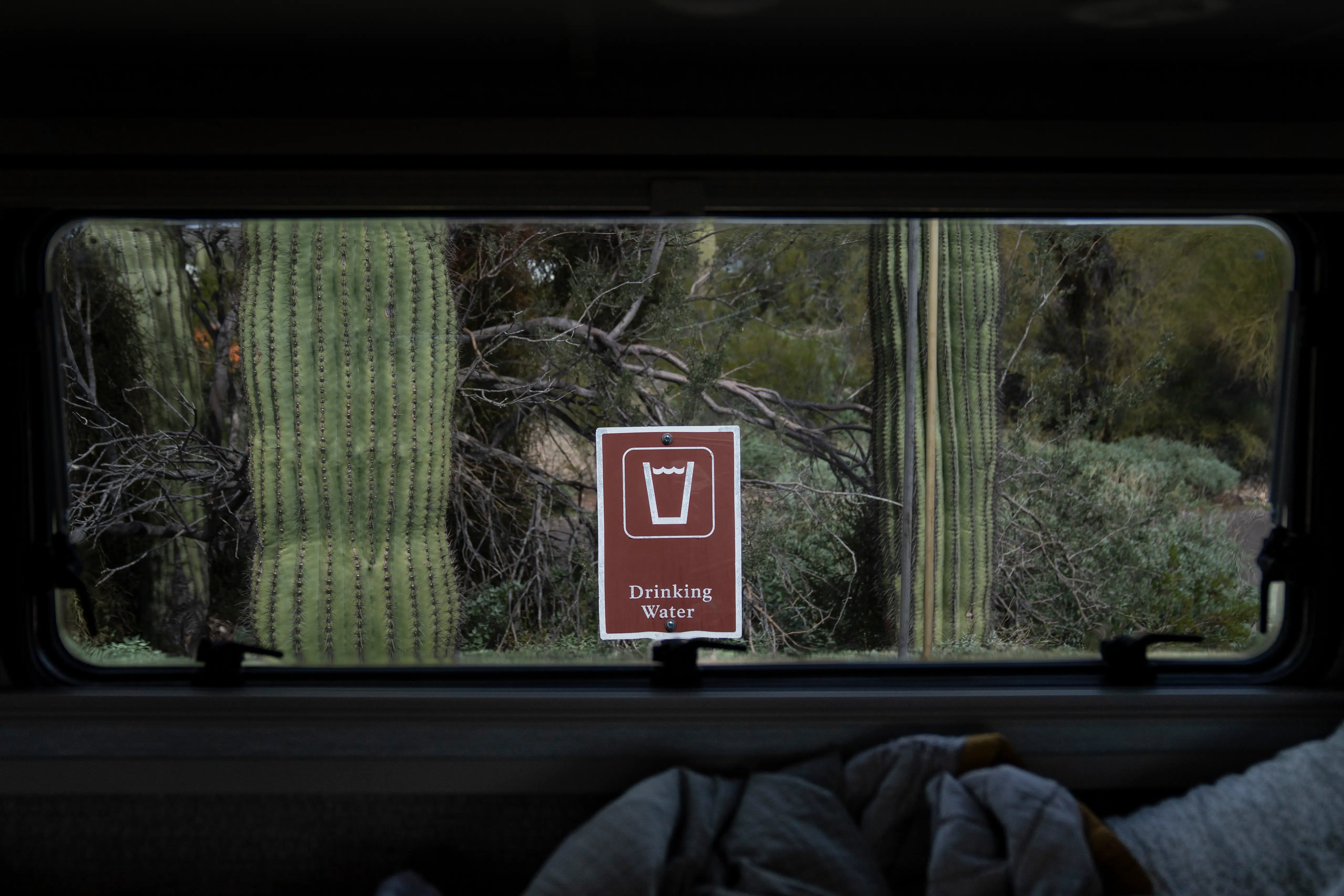 Desert cacti at Organ Pipe Cactus National Monument and a brown 