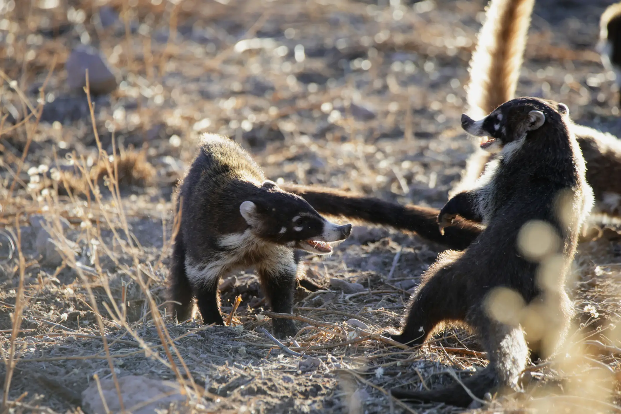 Two coatis face each other with open mouths in dry grass and rocky ground under warm sunlight.