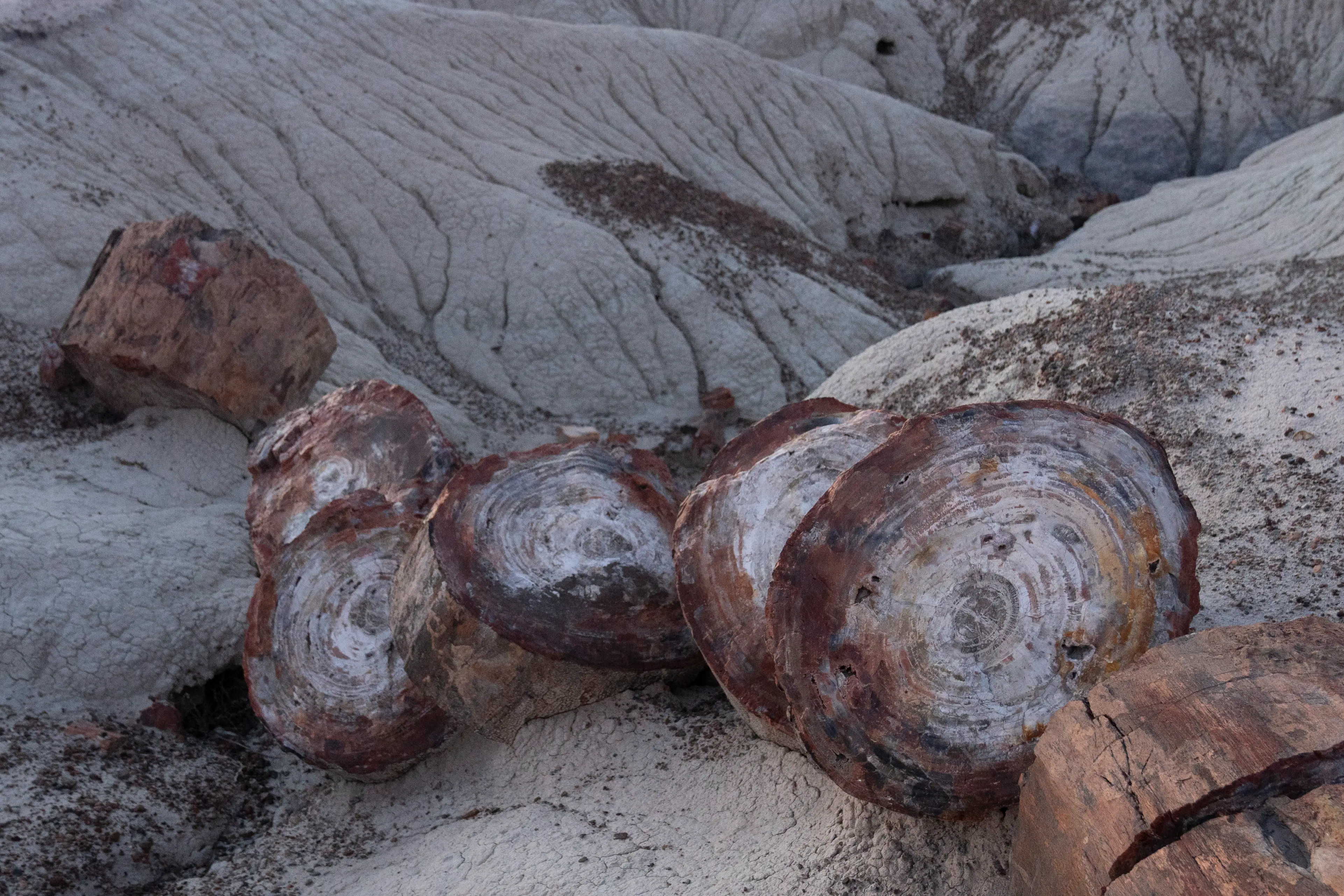 Petrified wood logs lie on pale, eroded hills with layered rock textures in a barren landscape.