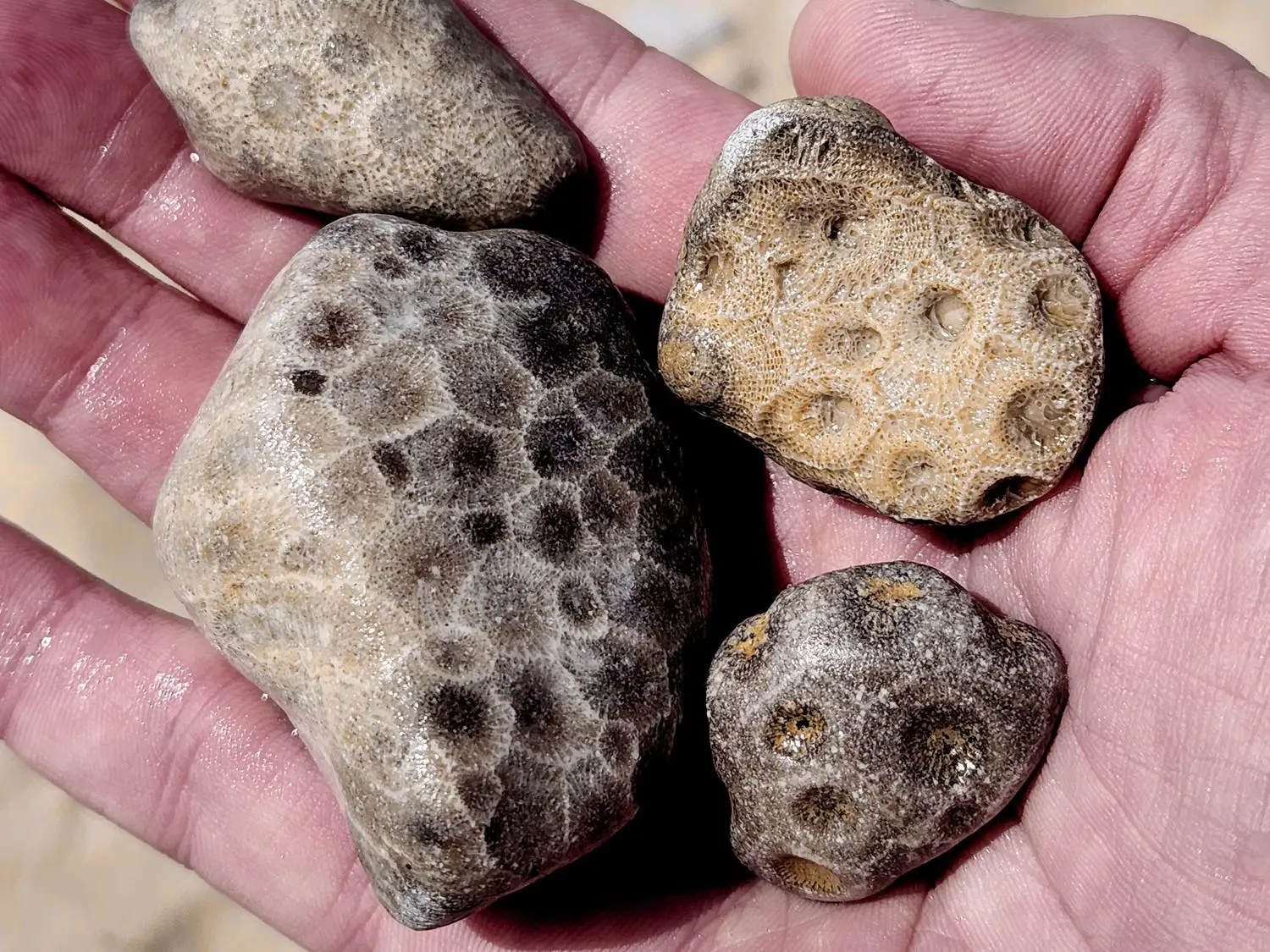 A hand holds four Petoskey stones, patterned fossil coral fragments, over sandy beach ground.