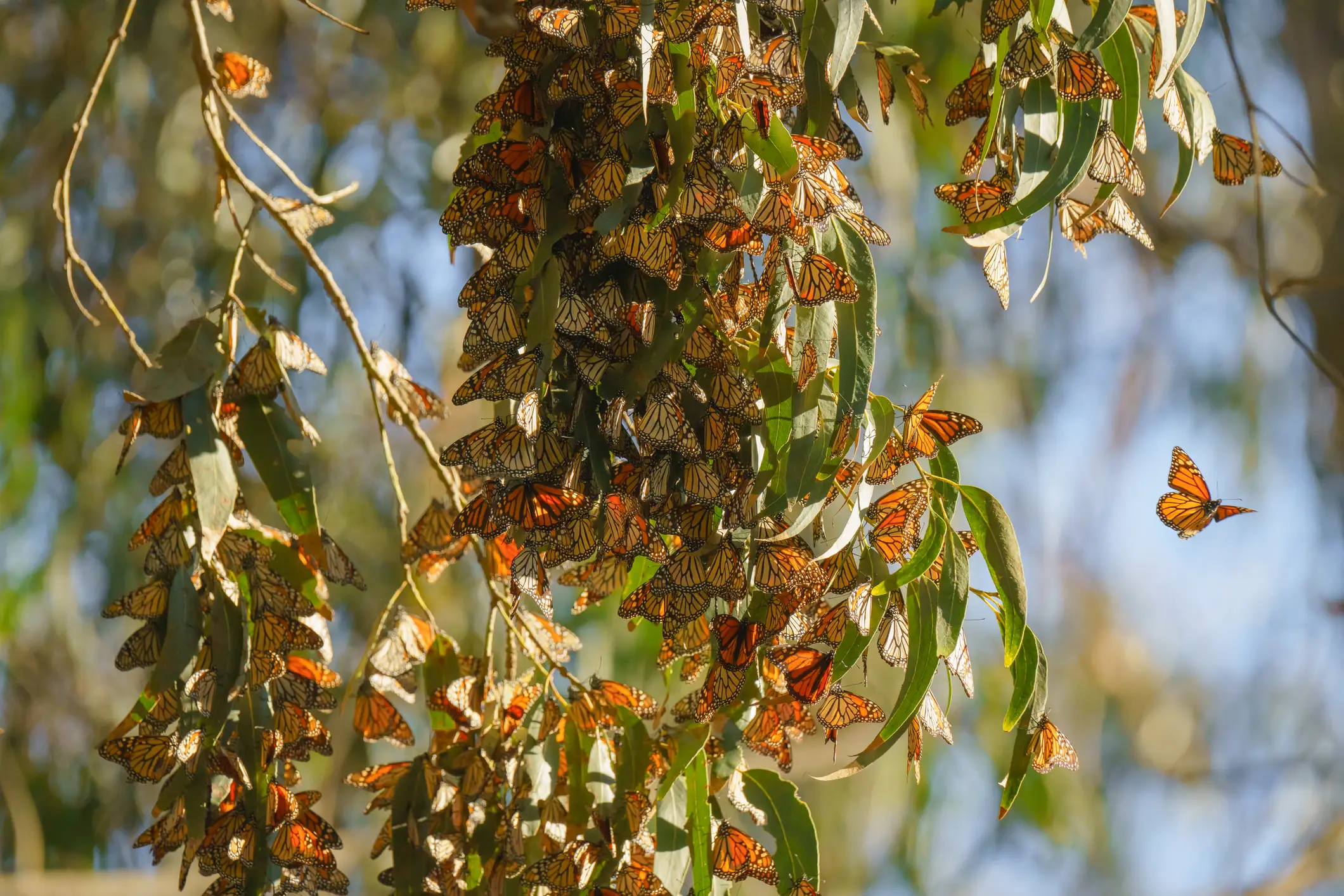 Clusters of orange-and-black monarch butterflies rest on hanging green leaves in warm sunlight.