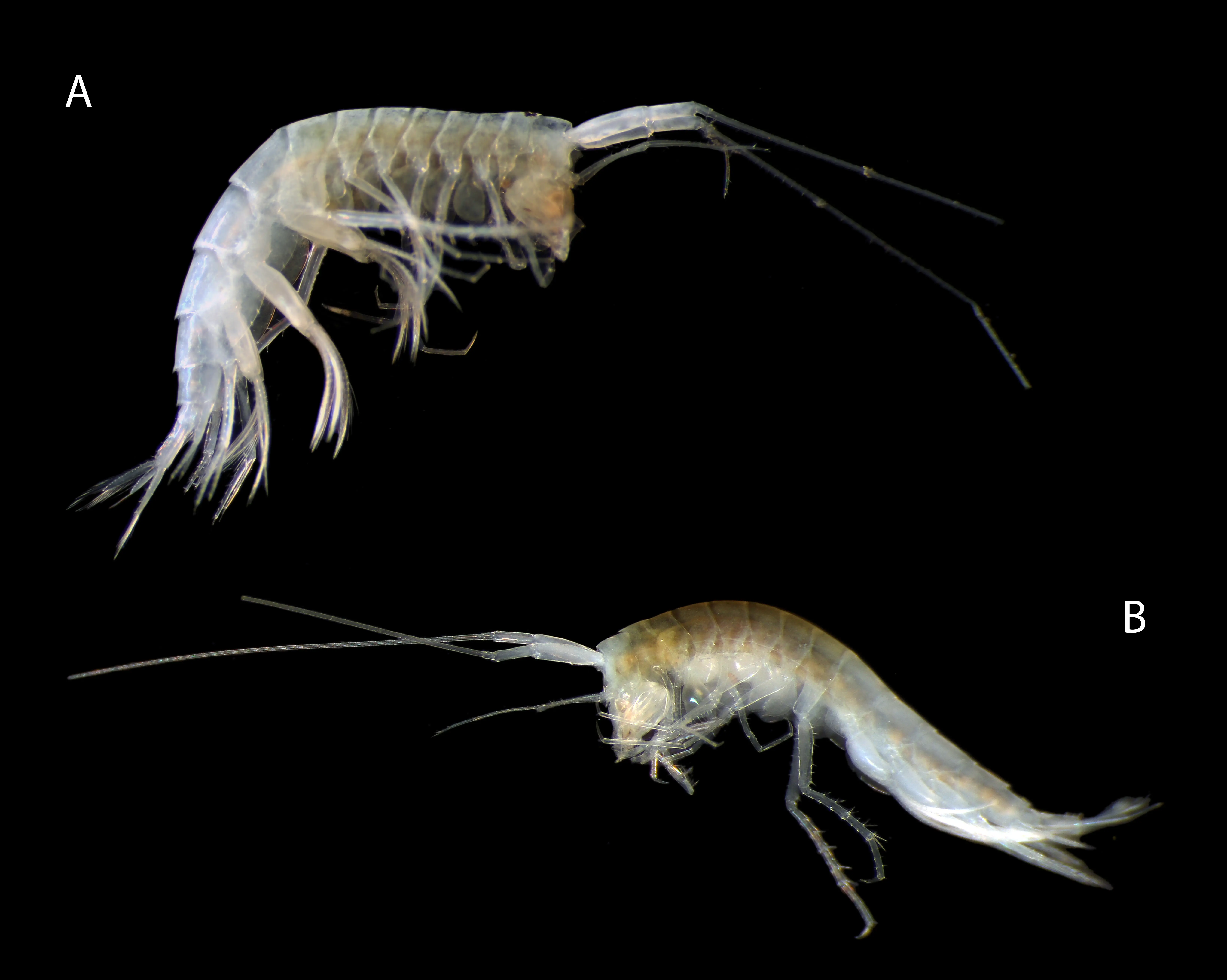 Two translucent shrimp-like crustacean specimens labeled A and B are shown against a black background.