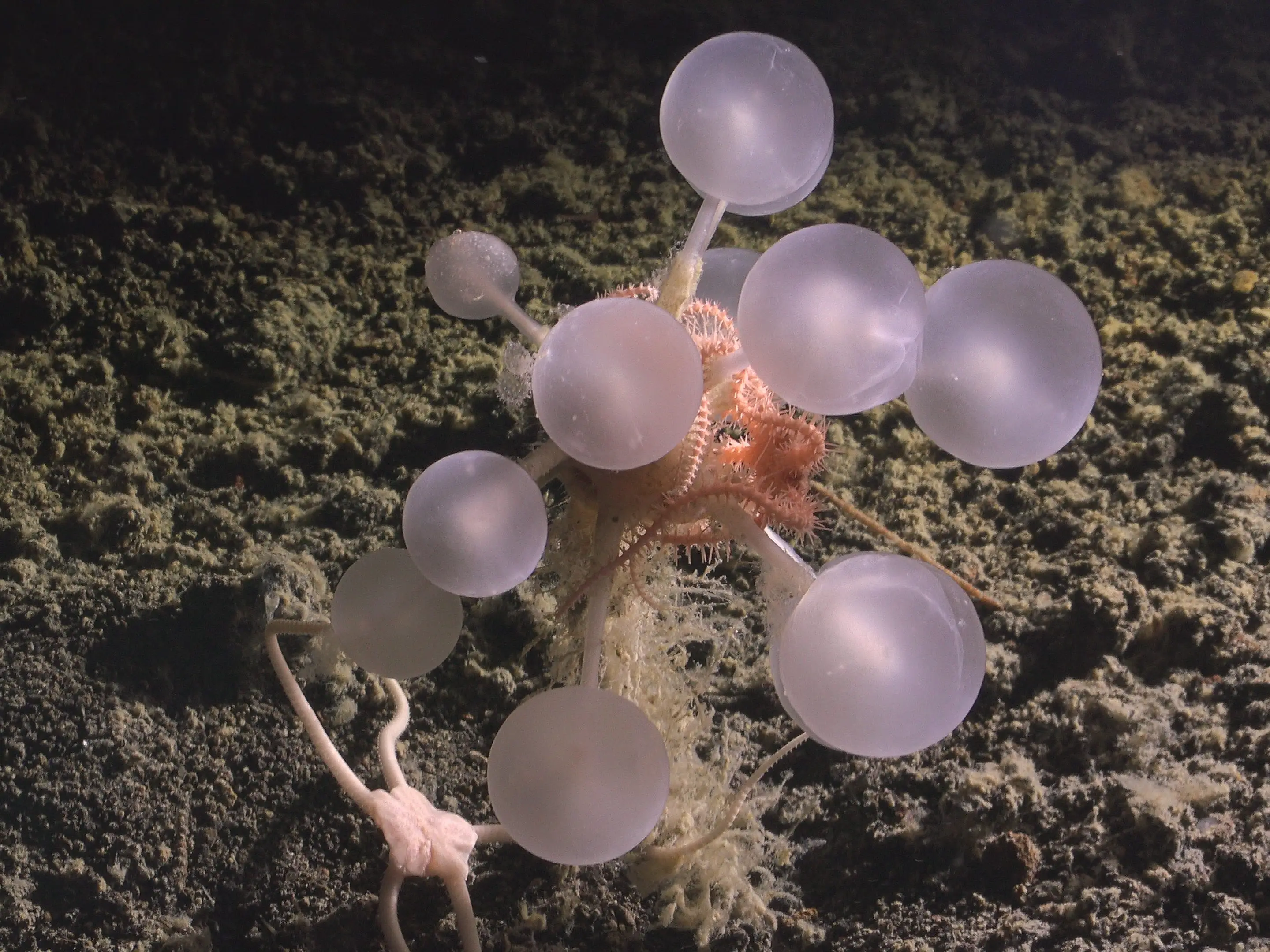 The translucent spherical structure of the Carnivorous 'Death Ball' Sponge rests on a dark underwater seafloor.